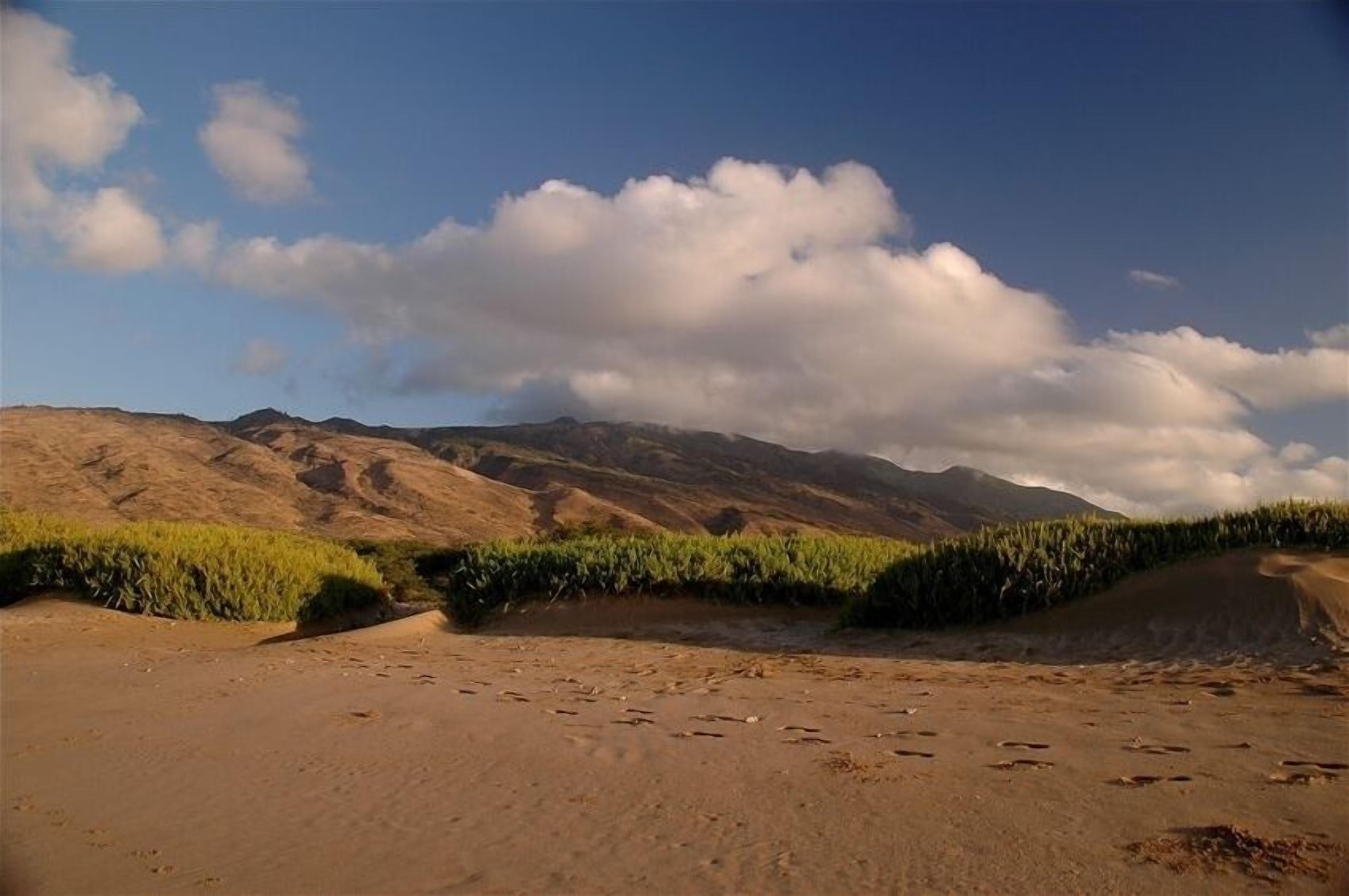Un paysage désertique avec des dunes de sable et une végétation clairsemée.