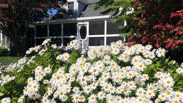 Ein Garten mit weißen Margeriten und einem Haus im Hintergrund.