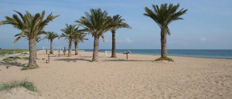 A sandy beach with palm trees and a clear blue sky.