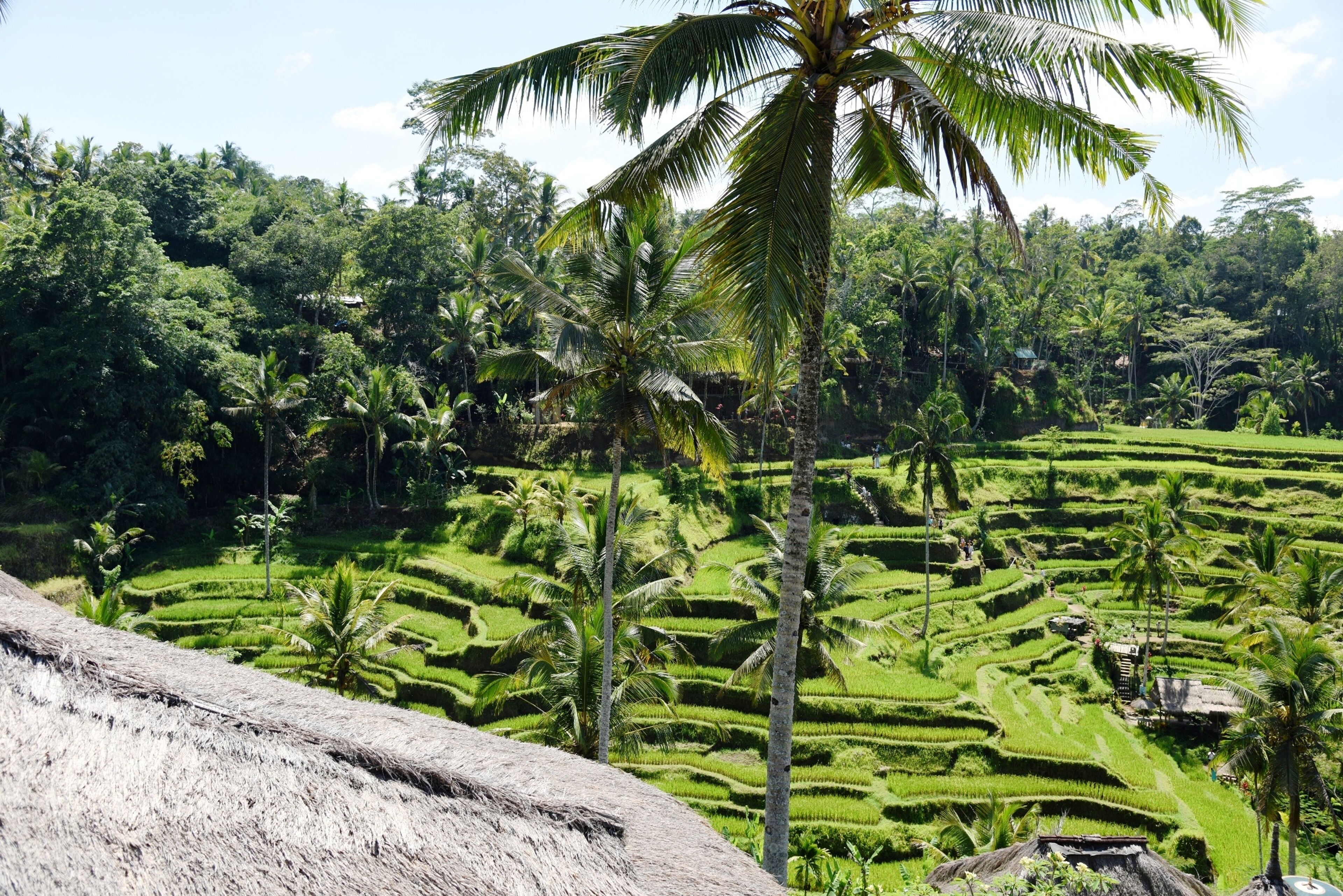 Foto - Kano Sari Ubud Villas