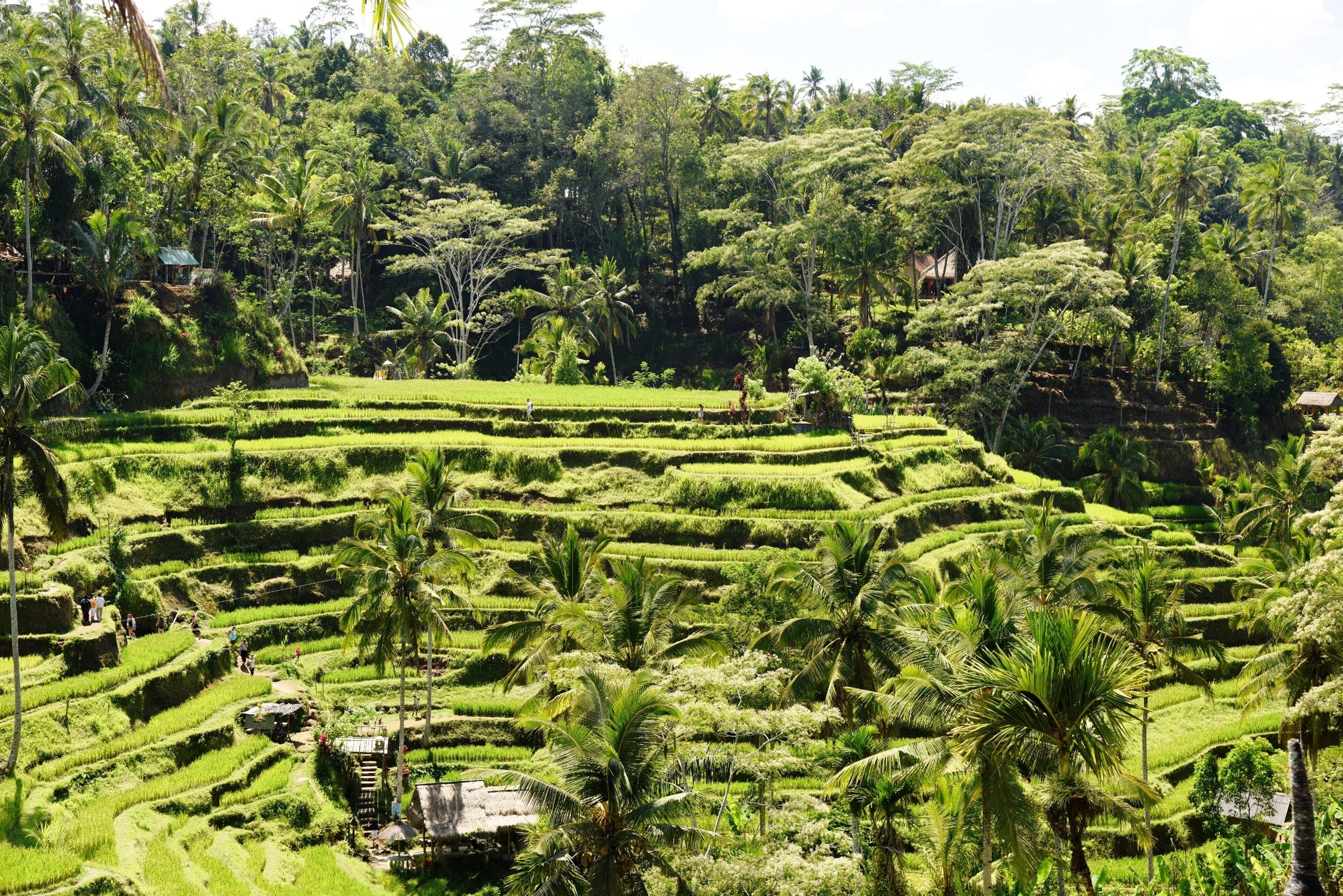 Foto - Kano Sari Ubud Villas
