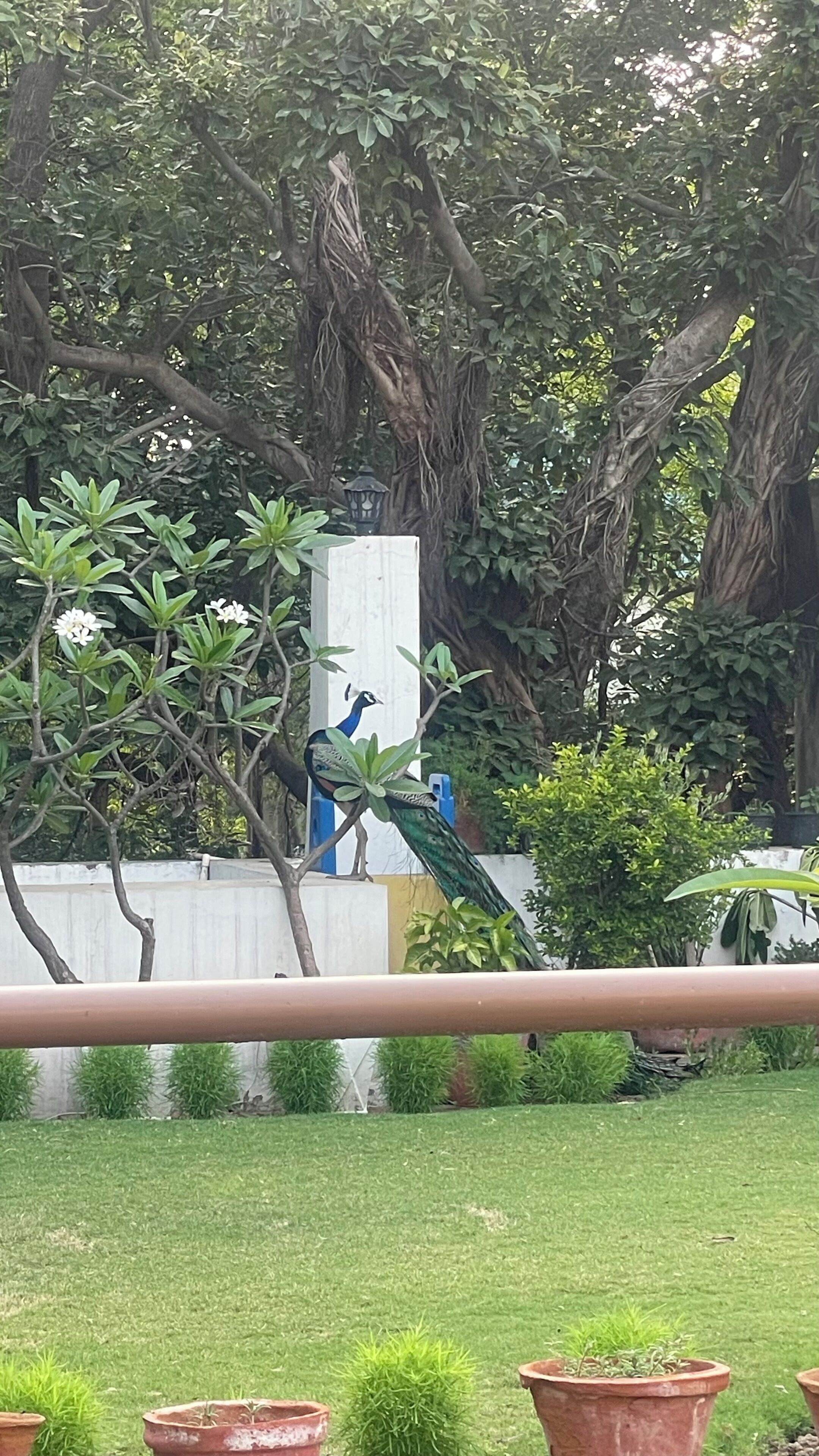 Una estatua de un pavo real en un jardín con árboles y plantas en macetas.