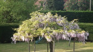 Ein Garten mit einer Gruppe von Bäumen, die in violetten Blüten stehen, umgeben von gepflegtem Rasen und Hecken.