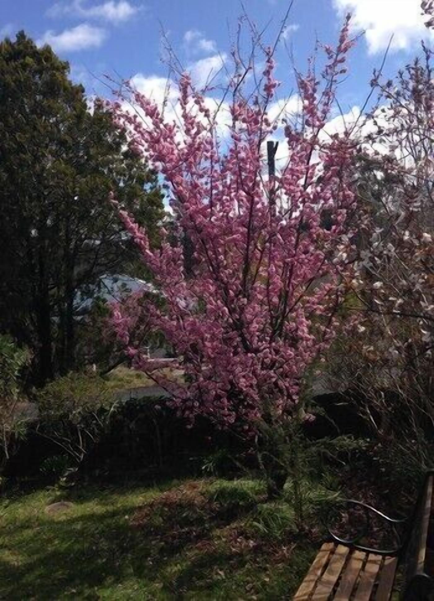 A garden with a flowering tree and a bench.