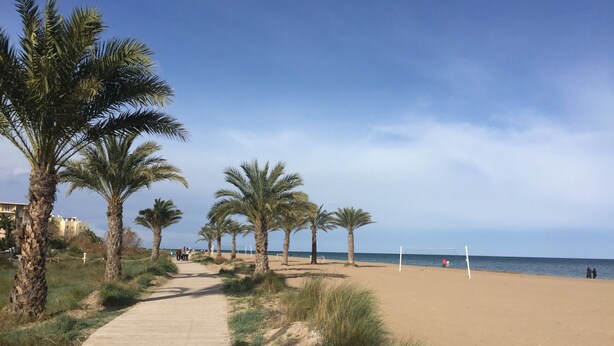 Un sendero bordeado de palmeras que conduce al mar.