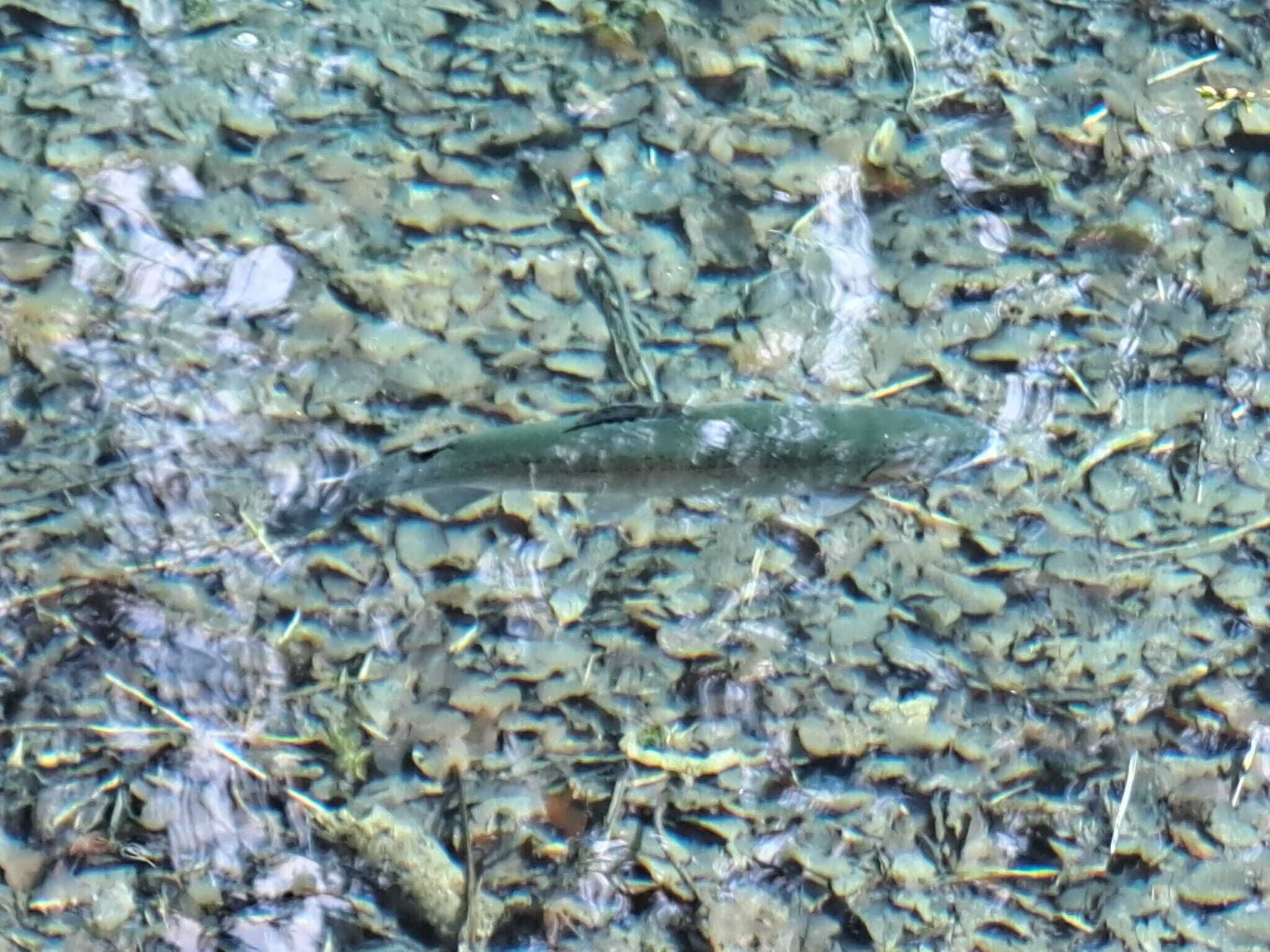 A close-up of a fish swimming in clear water with a rocky bottom.