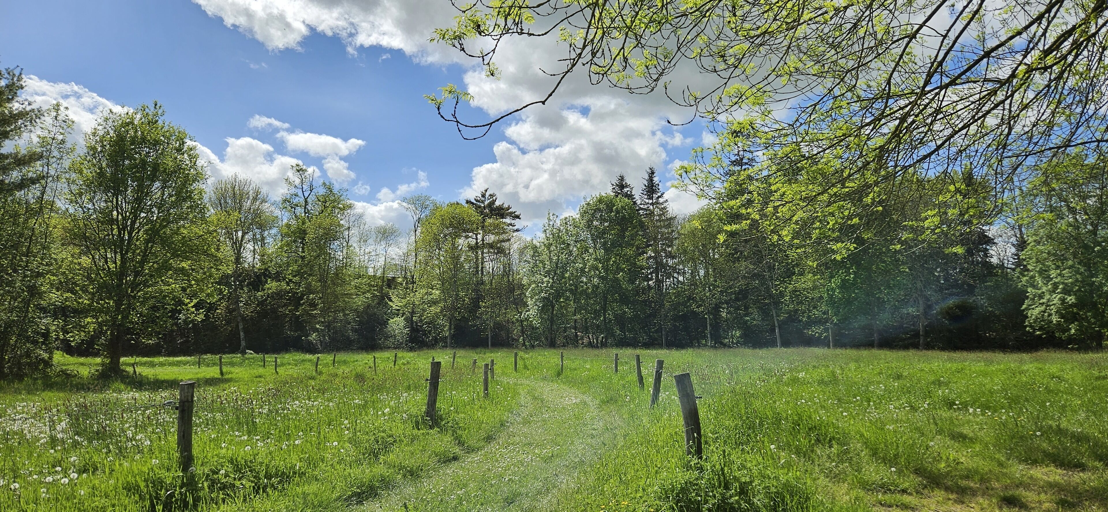 Un campo cubierto de hierba con árboles y cielo despejado.