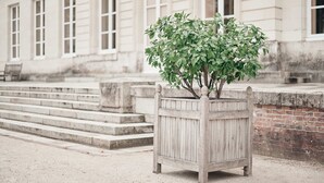 A wooden planter with a small tree in front of a building with large windows and steps. - Chateau de Craon (Craon)