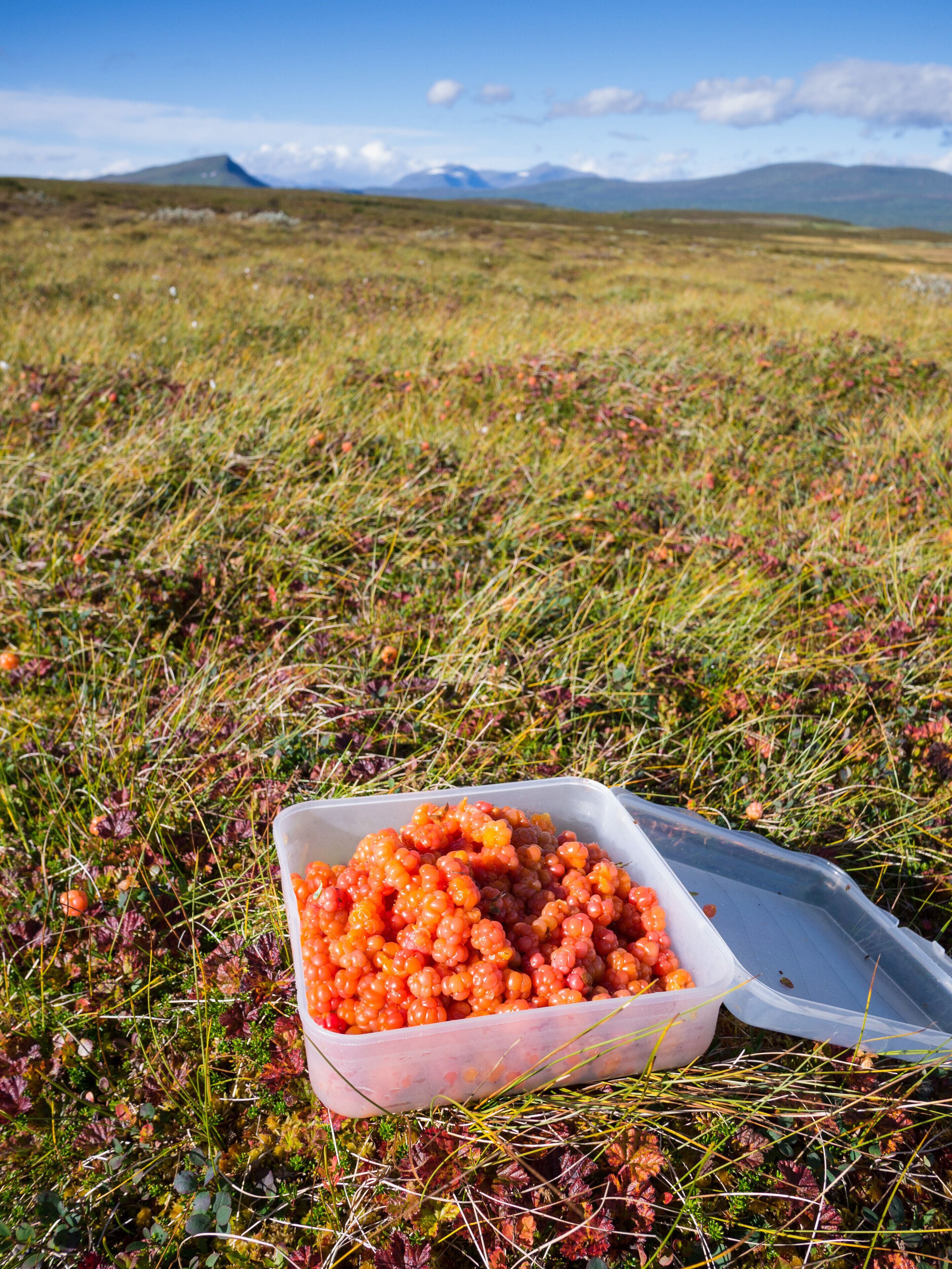 A container of berries on grass with mountains in the background.