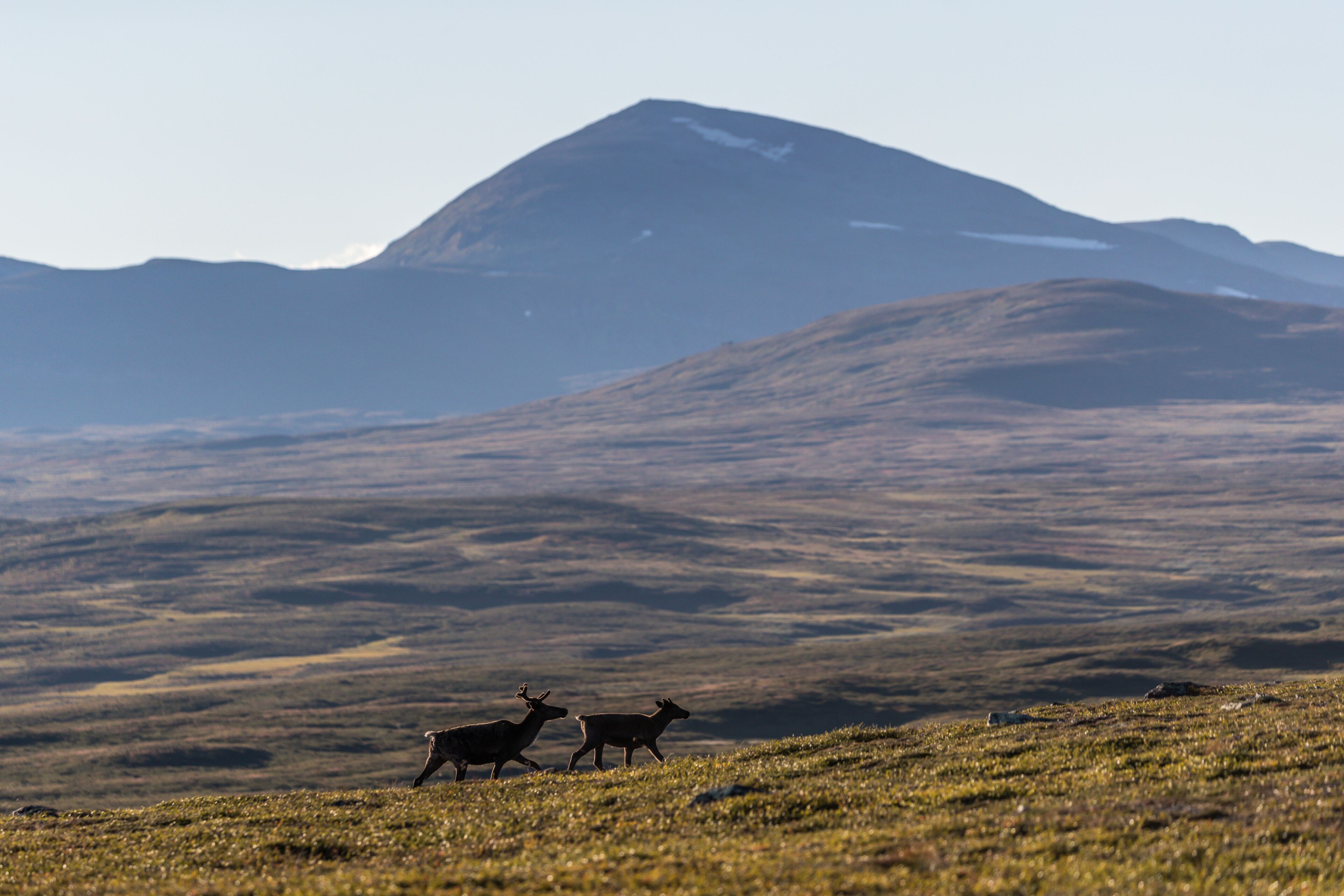 A mountainous landscape with two deer in the foreground and a mountain in the background.