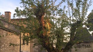 A courtyard with a tree, stone buildings, and outdoor seating. - Clos 1906 (Saint-Émilion)