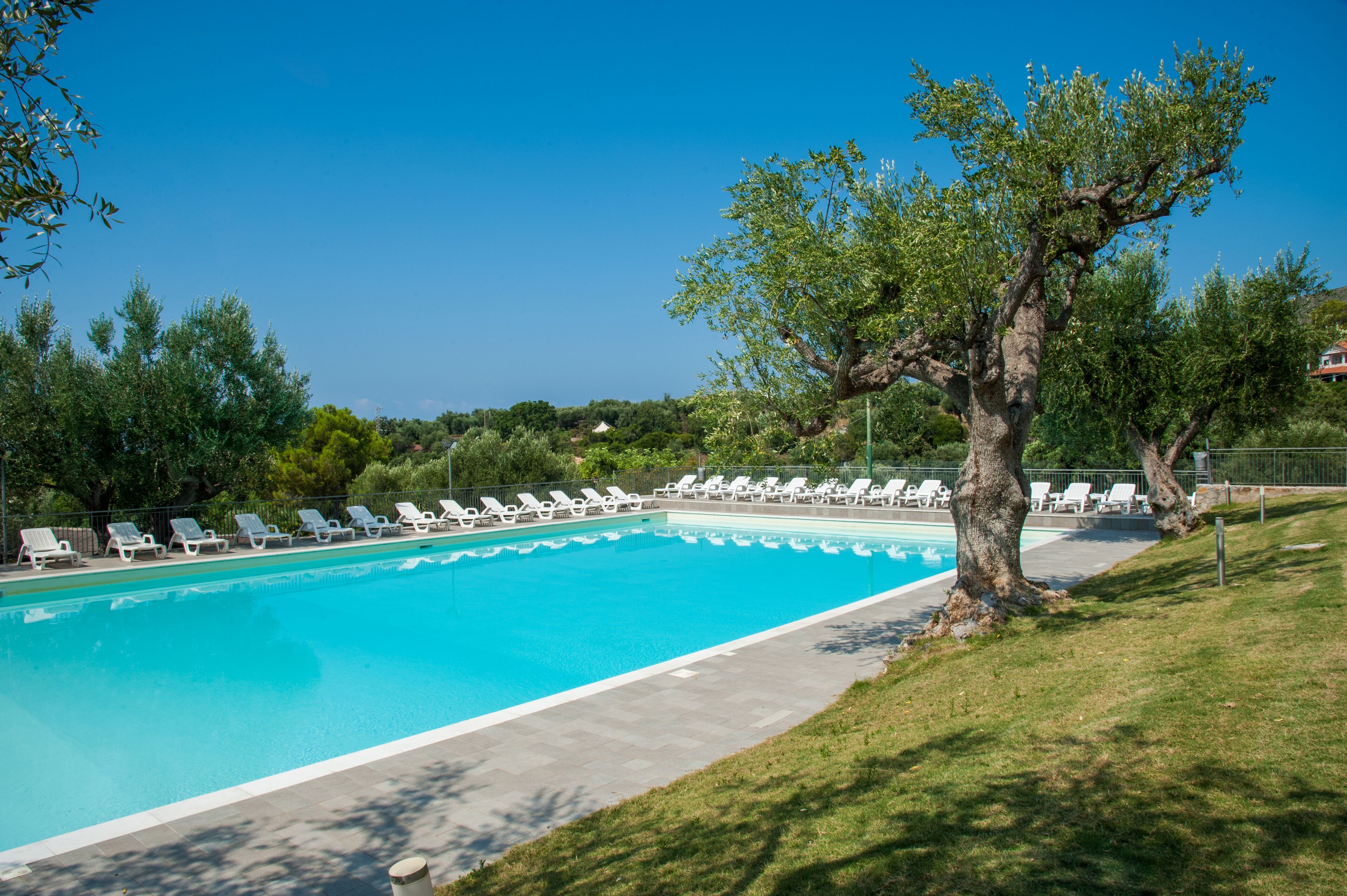 Piscina con sillones blancos y un árbol en primer plano.