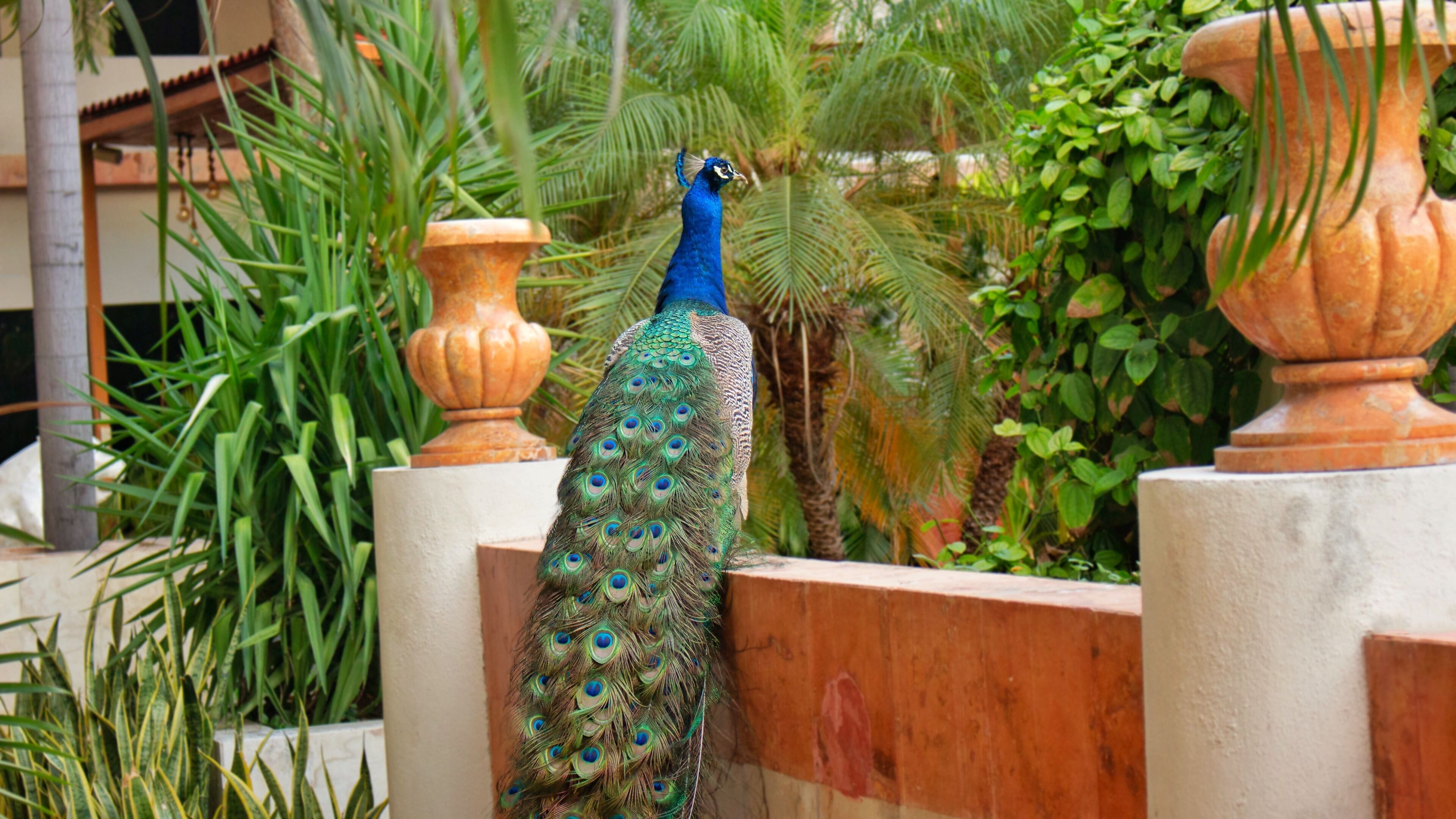 Foto - Hotel Palacio Maya