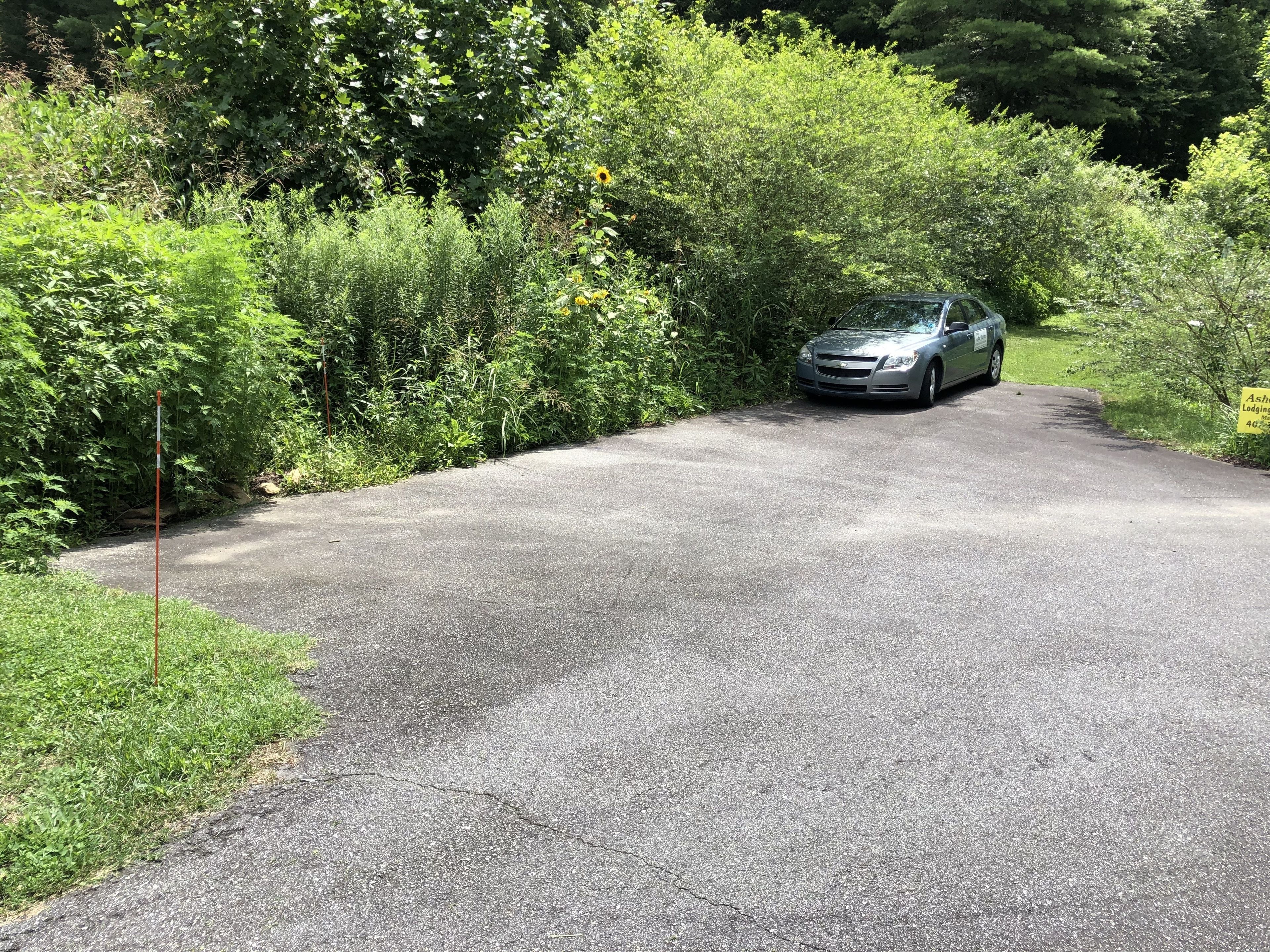 Un coche aparcado en un camino de hormigón rodeado de abundante vegetación.