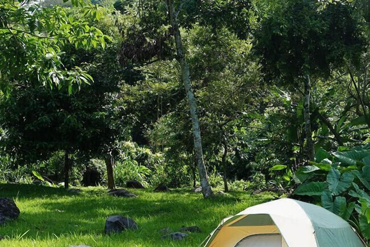 A tent set up in a grassy area with trees in the background.