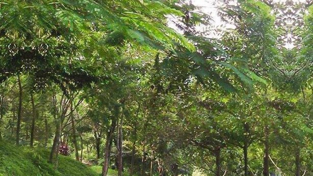 A narrow, unpaved road surrounded by lush greenery and trees.