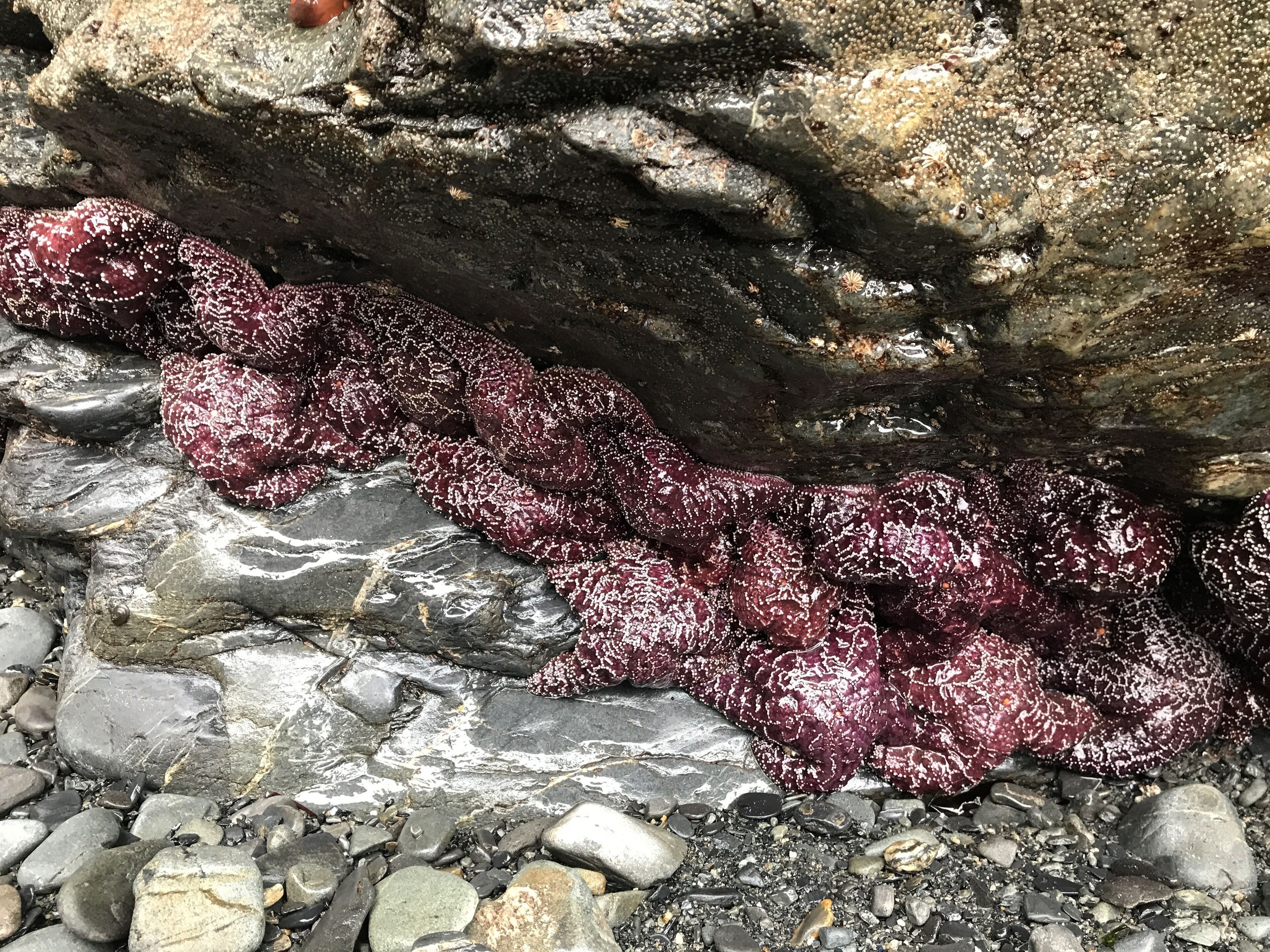 Una costa rocosa con una formación rocosa cubierta de algas marinas.
