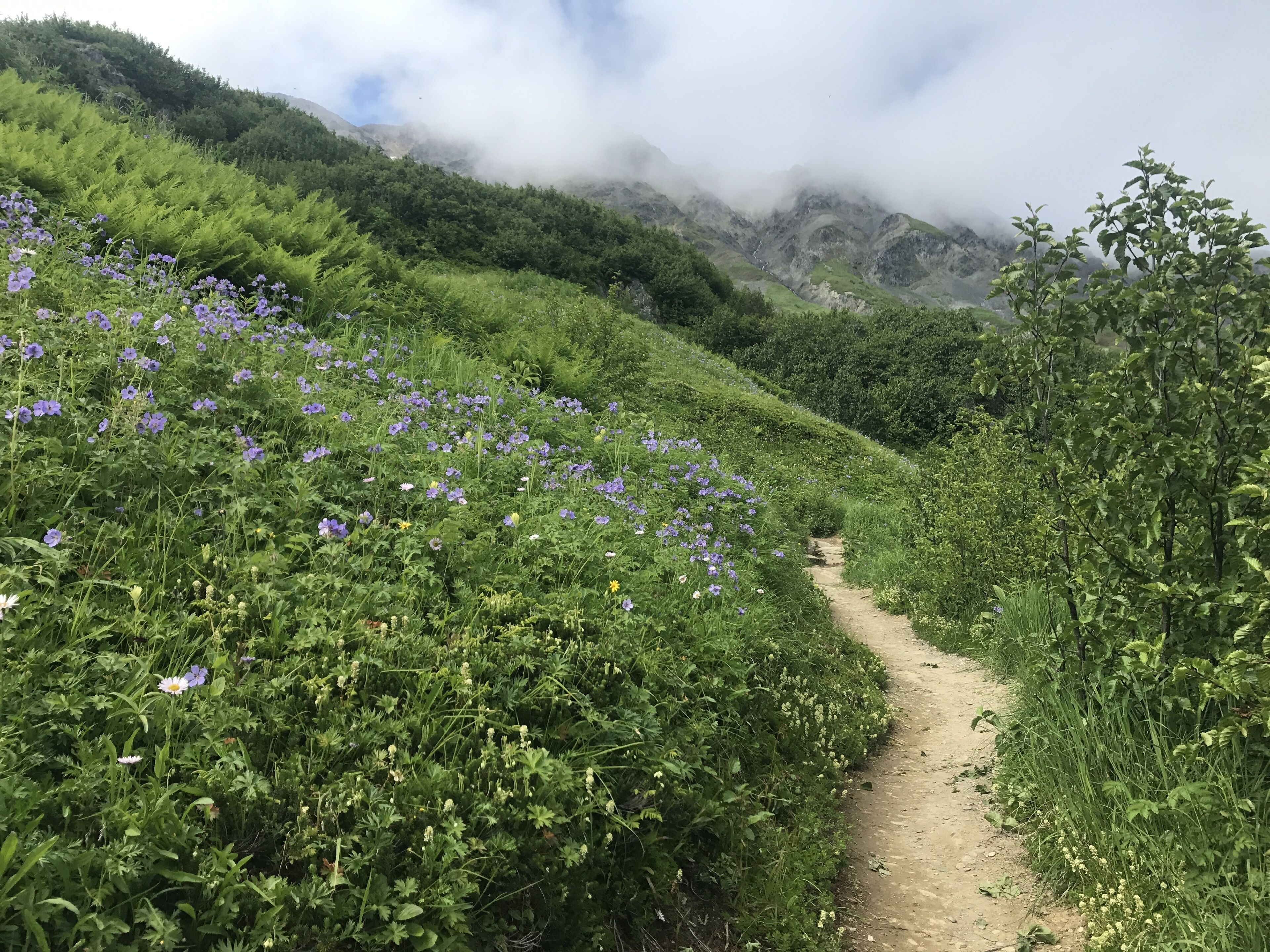 A dirt path winding through a lush, green hillside with dense vegetation and purple flowers.