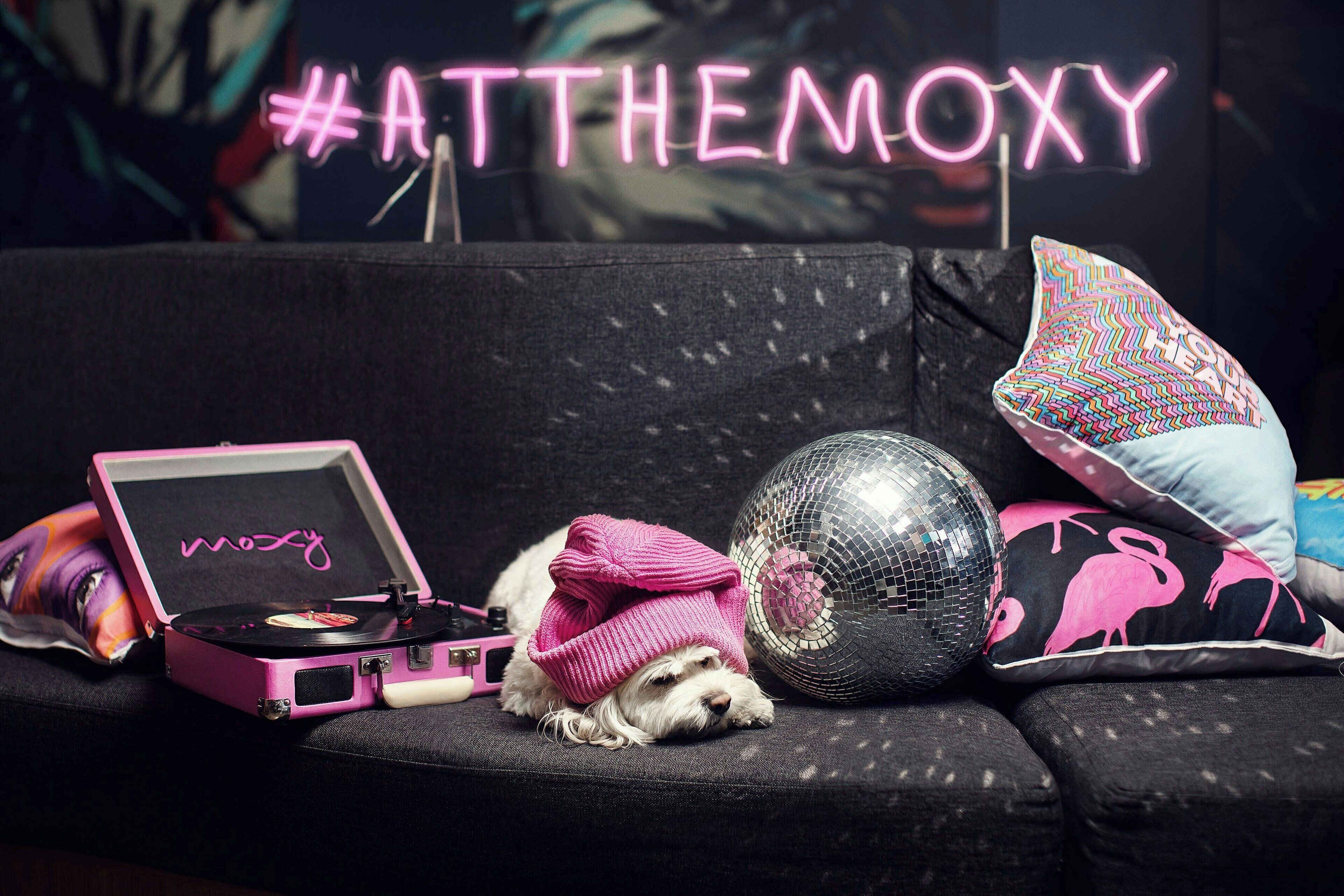 A small dog resting on a black couch with a pink record player, a disco ball, and a neon sign in the background.