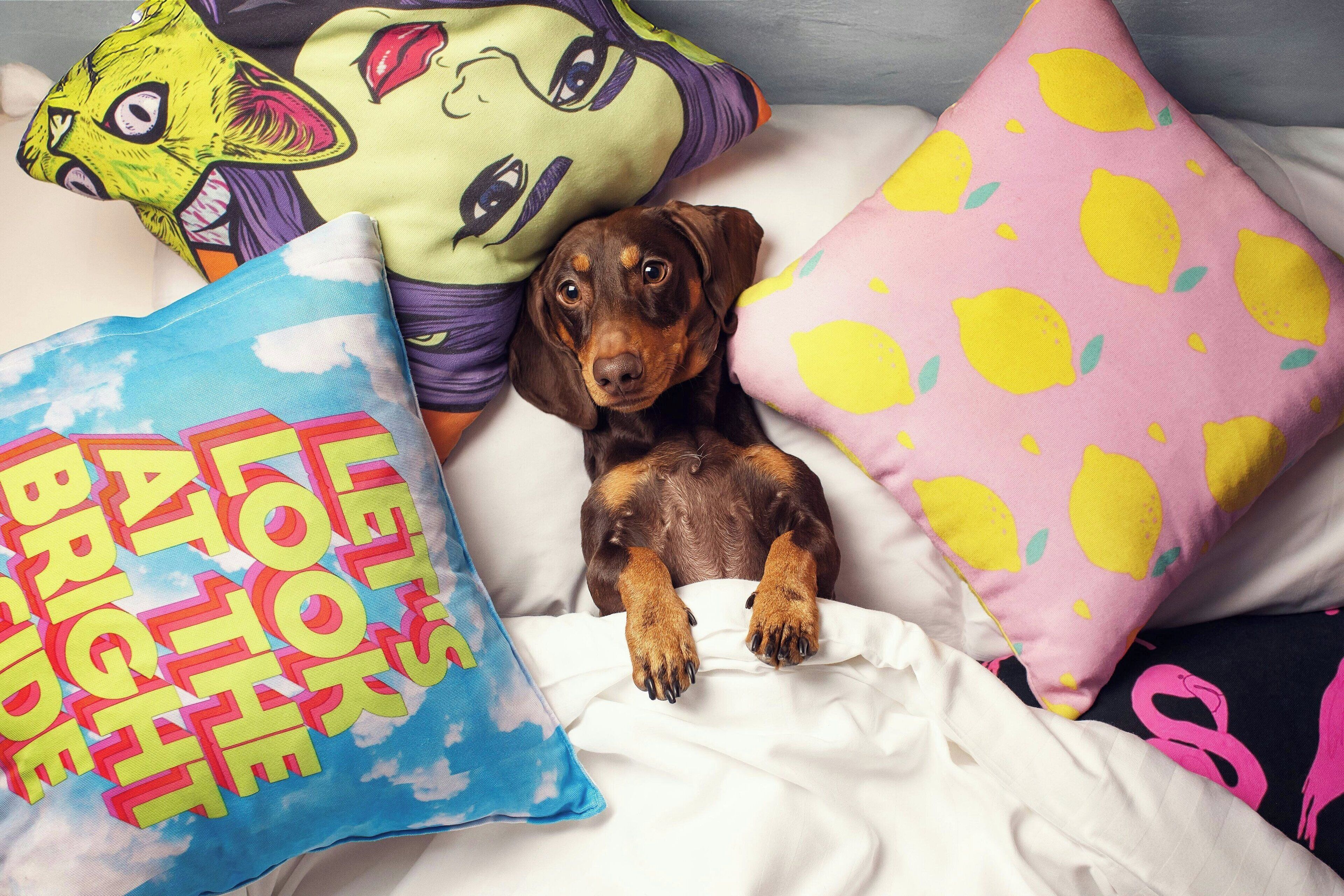 Un perro recostado en una cama con almohadones de colores.