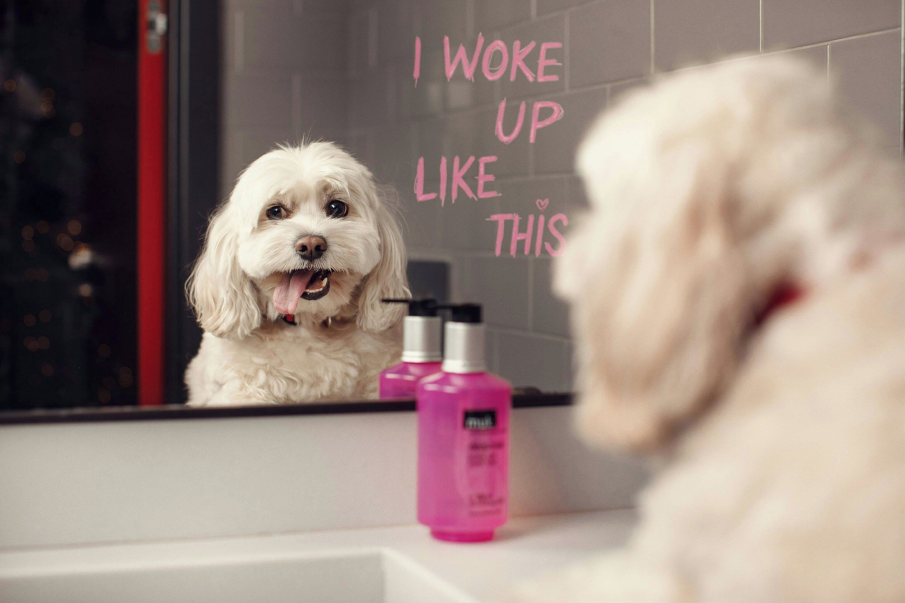 Un chien blanc dans une salle de bain, avec un miroir qui reflète le texte : « Je me suis réveillé(e) comme ça. »