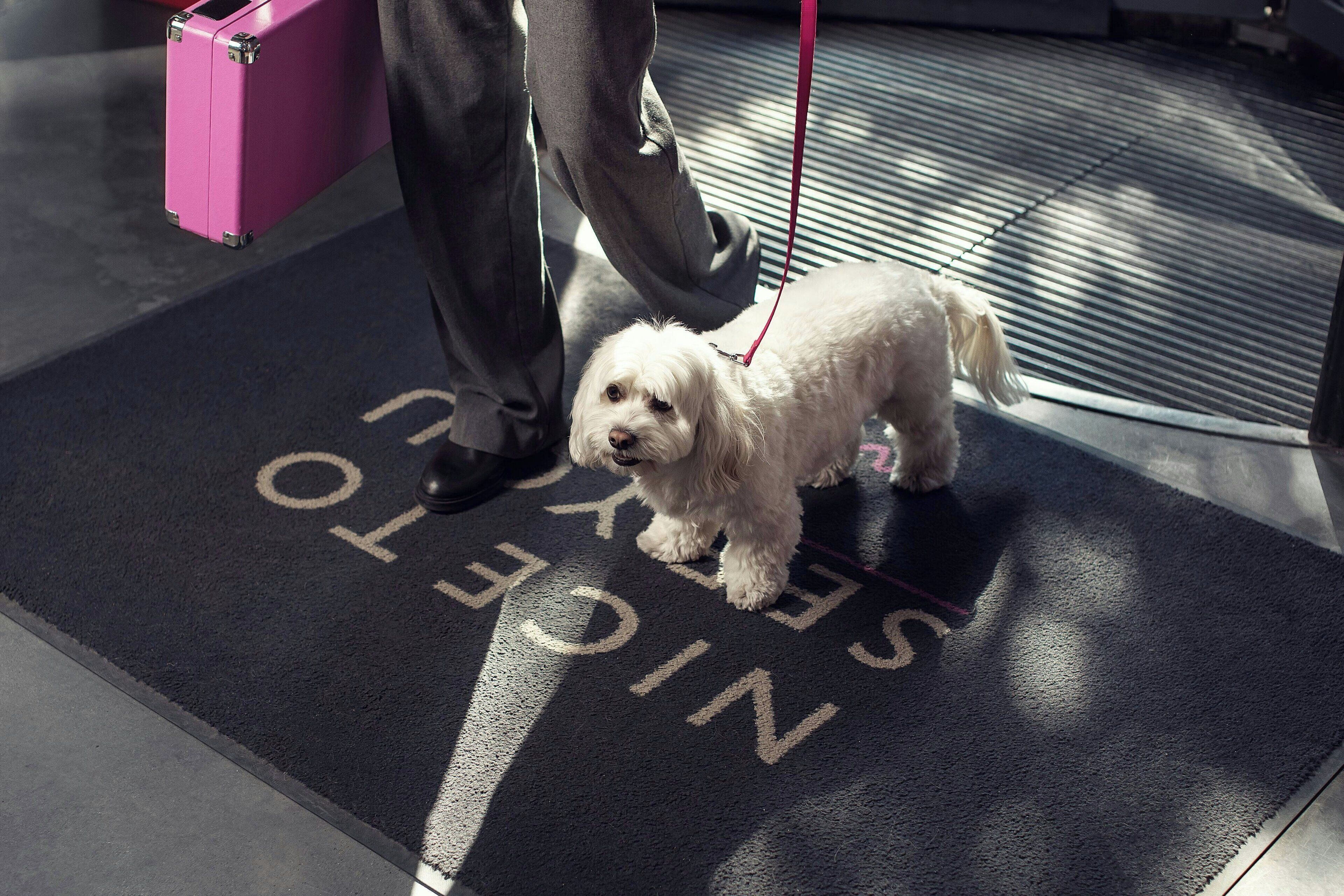 A small white dog on a leash standing on a black mat with white text.
