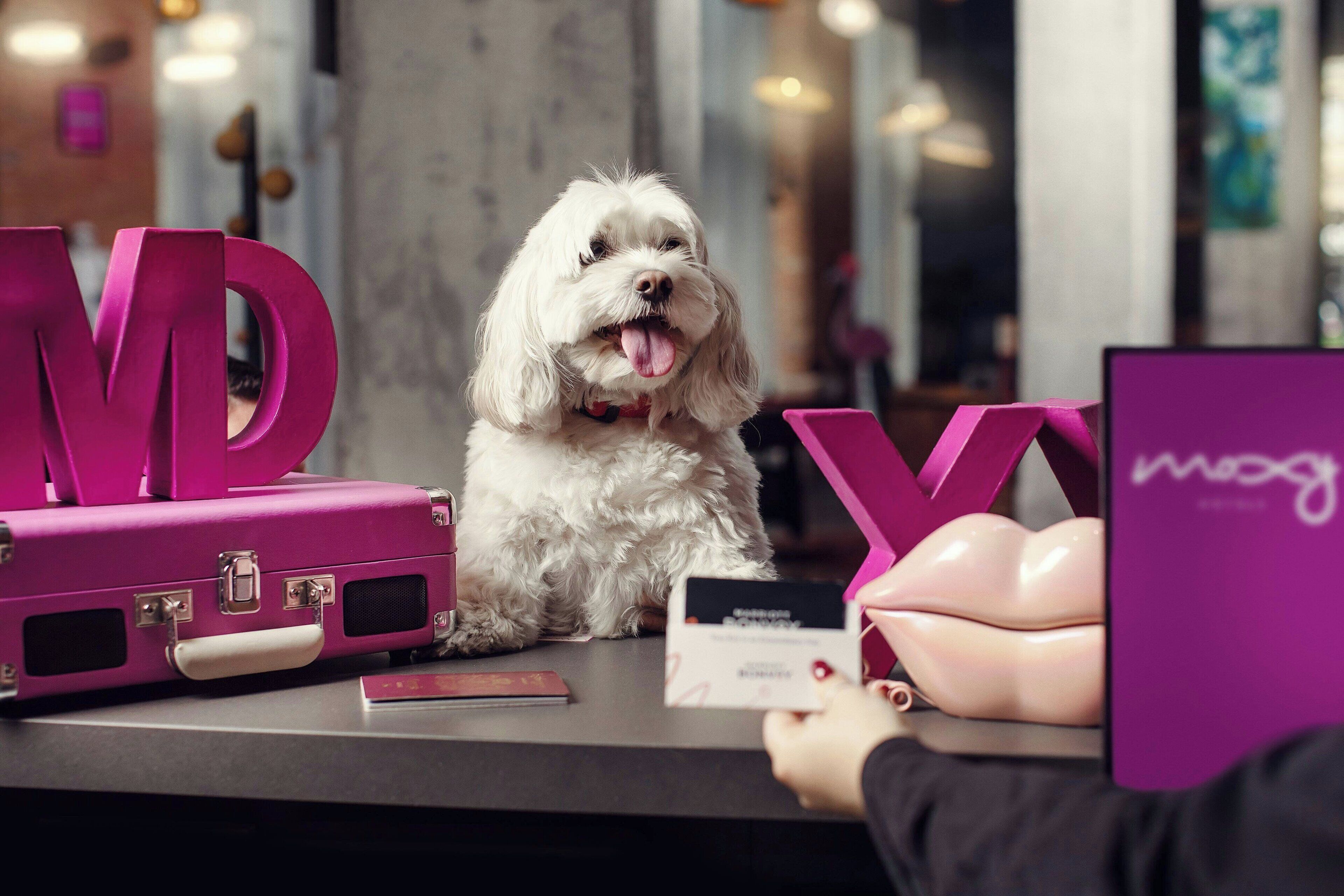 A white dog sitting at a counter with a pink suitcase and a purple box labeled "moog" in a modern interior.