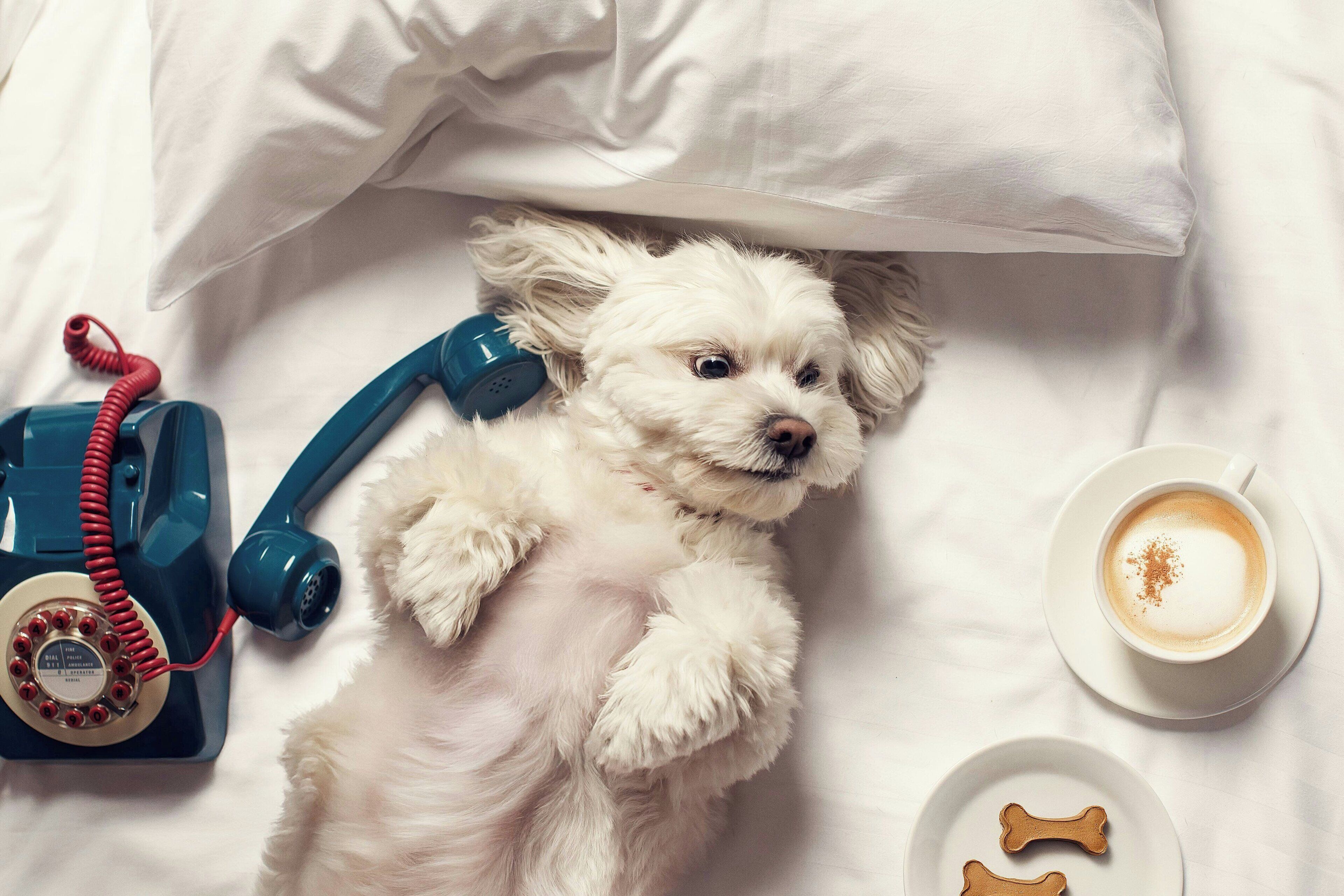 Un chien allongé sur un lit, avec un téléphone bleu, une tasse de café et deux biscuits en forme d’os.