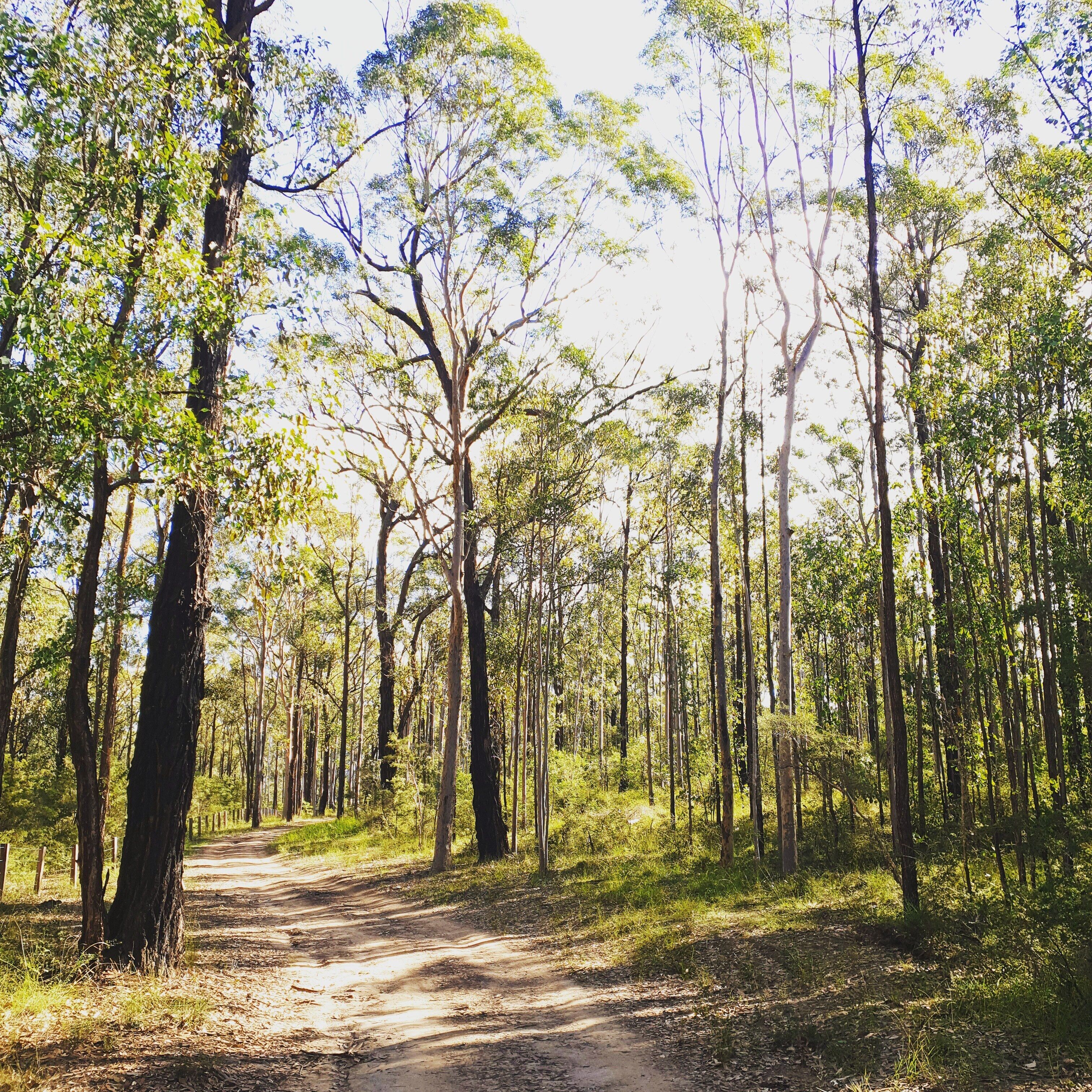 Currawong Cottage Hunter Valley central to wineries restaurants & attractions — image 21