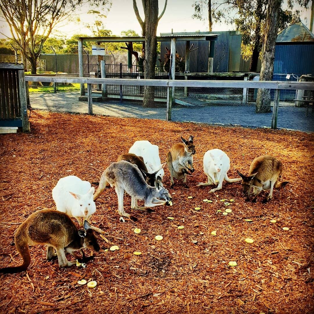 Currawong Cottage Hunter Valley central to wineries restaurants & attractions — image 24