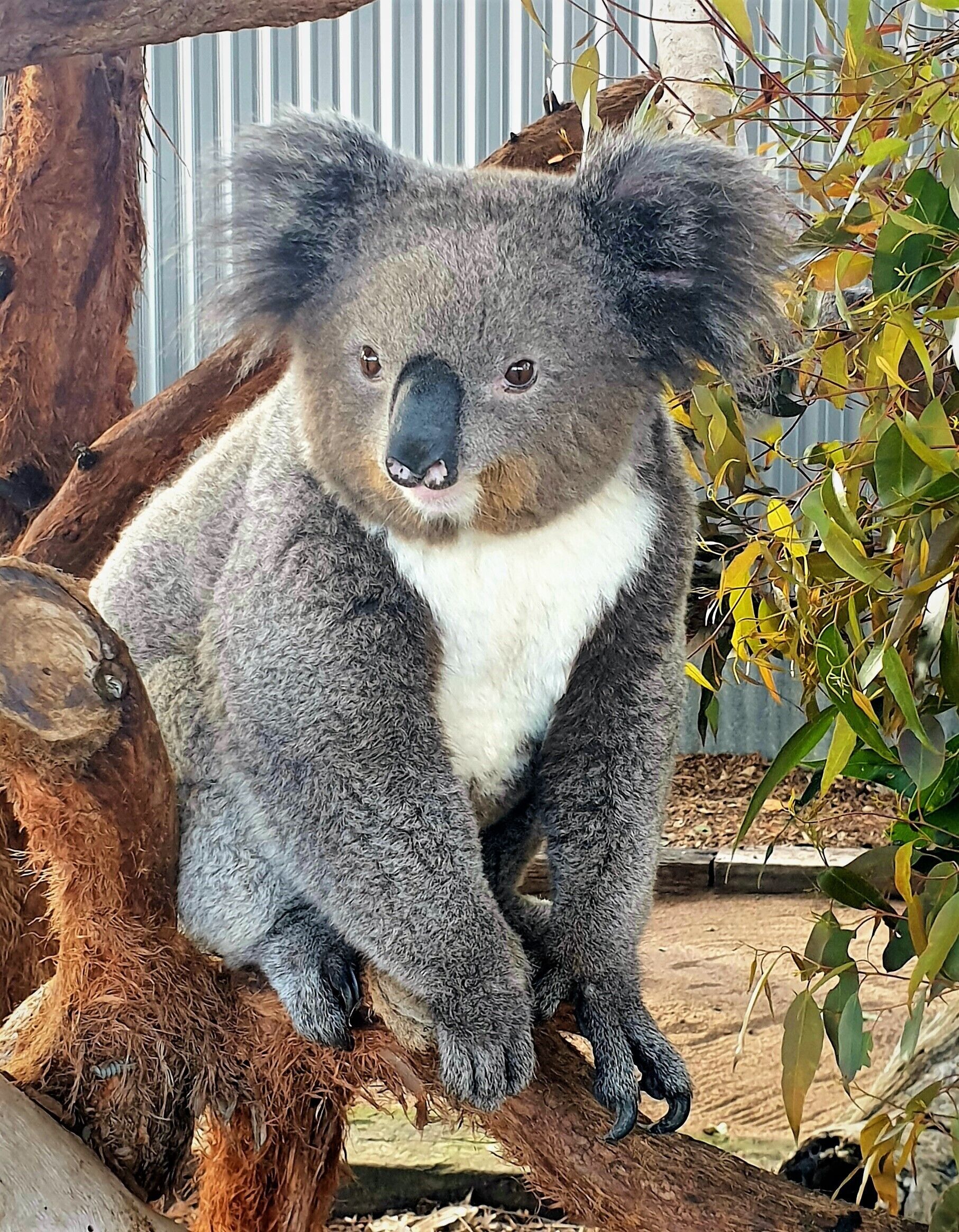 Currawong Cottage Hunter Valley central to wineries restaurants & attractions — image 25