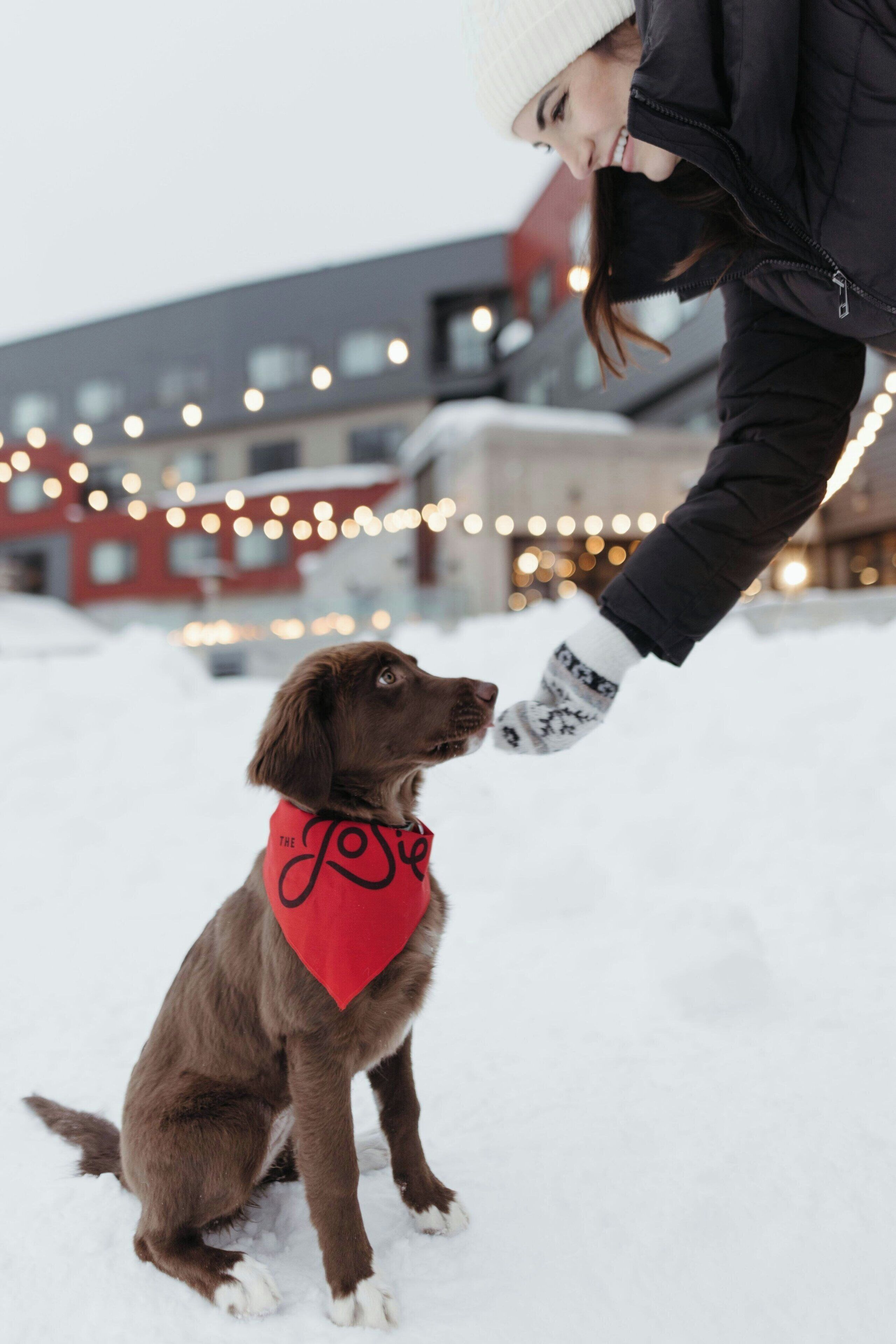 A person interacting with a dog in a snowy outdoor setting.