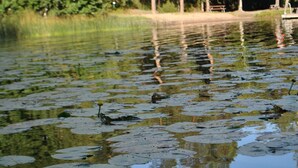 Ein Teich mit Seerosen und eine Bank im Hintergrund.