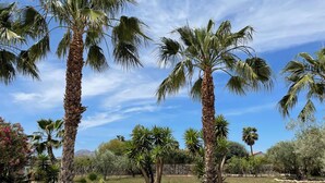 A garden with palm trees and a clear sky. - Modern villa with large garden and close to the sea (Catral)