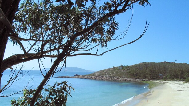 A beach with clear blue water, a sandy shore, and a tree in the foreground. - Lobeira do Mar (O Pindo-Carnota, LA Coruña)