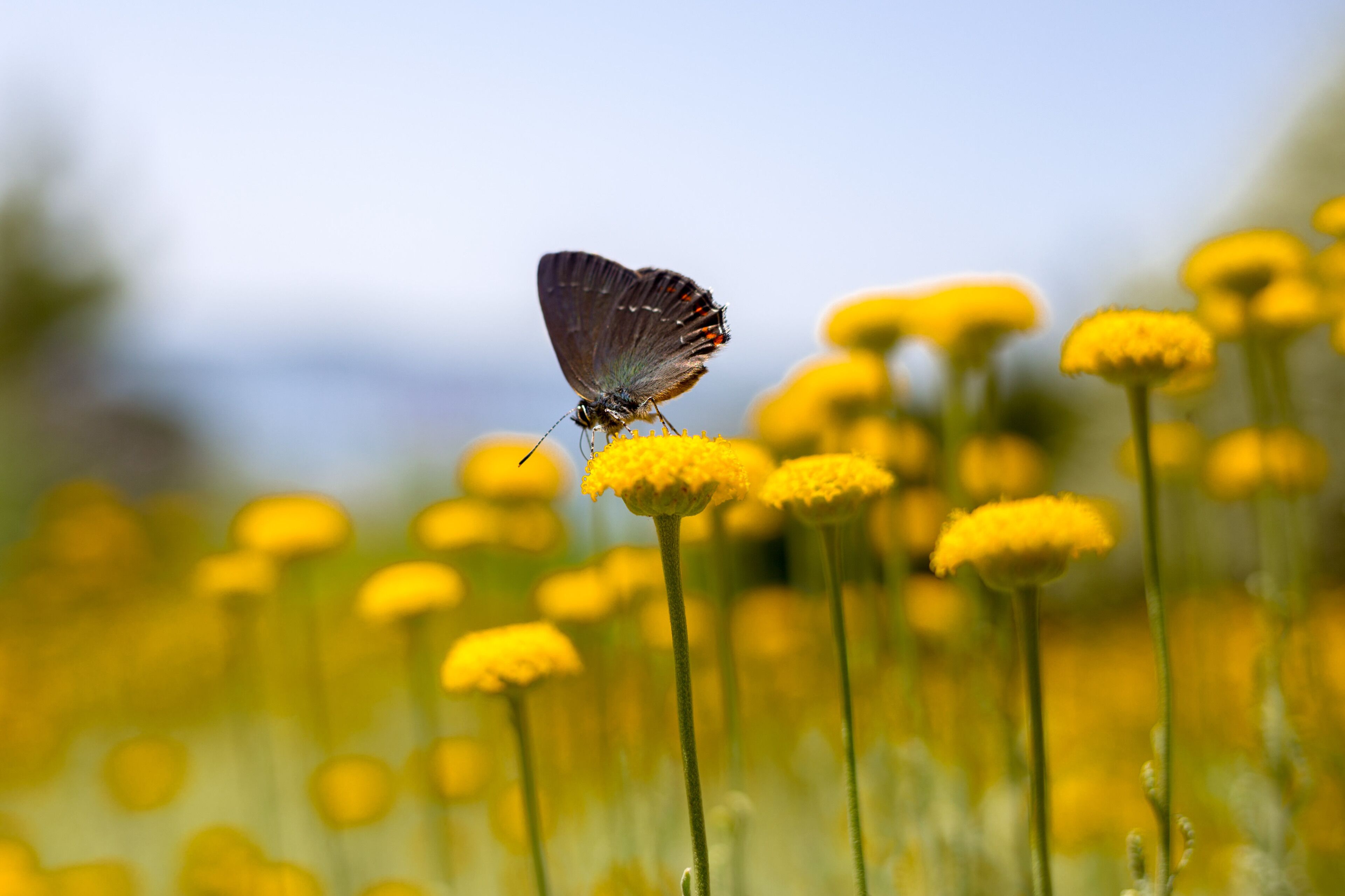A butterfly on a yellow flower.