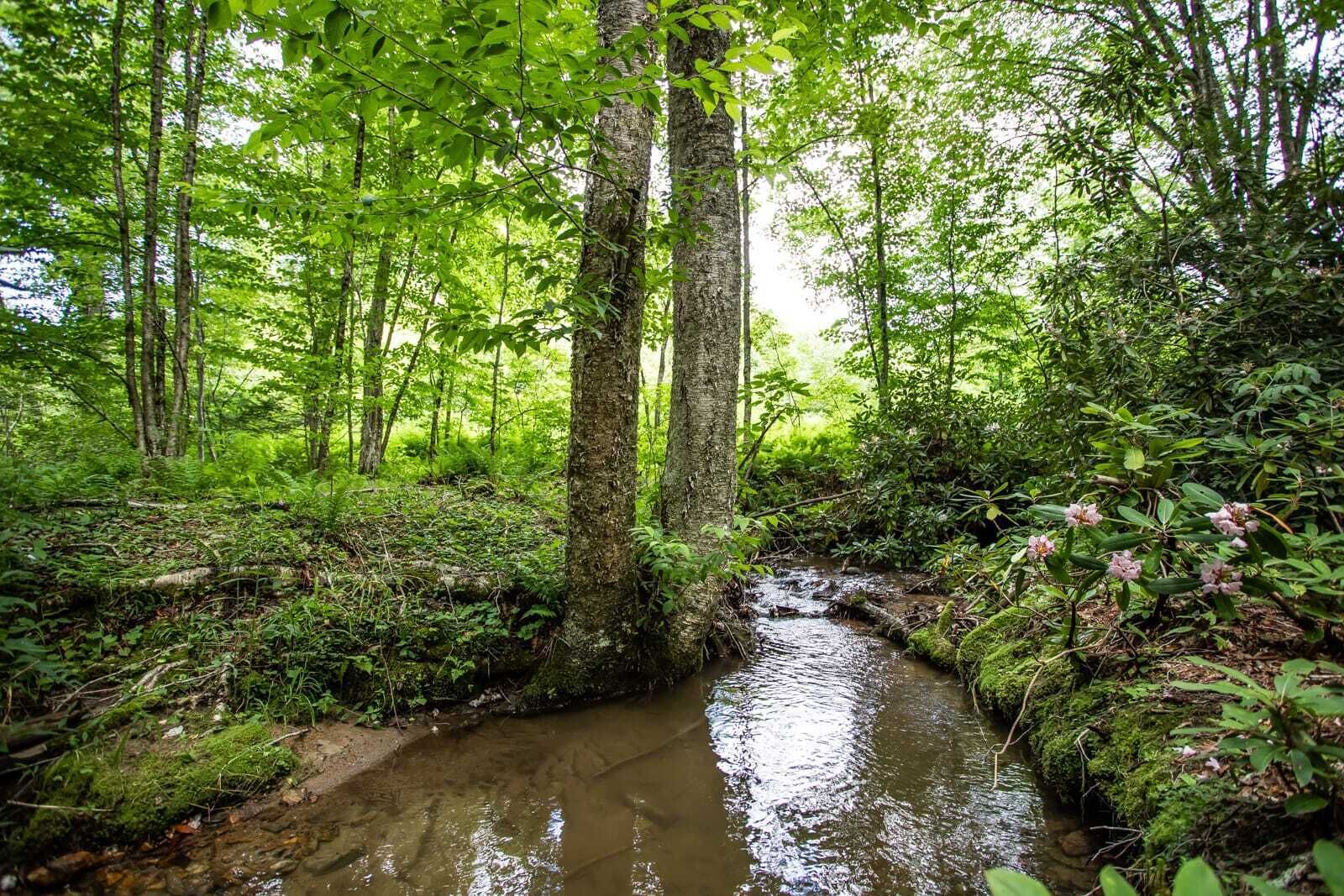 A forested area with a small stream and dense greenery.