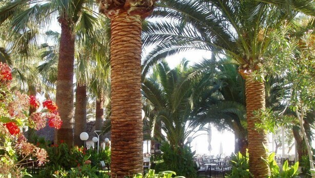Un jardin agrémenté de palmiers et de différentes espèces de plantes.