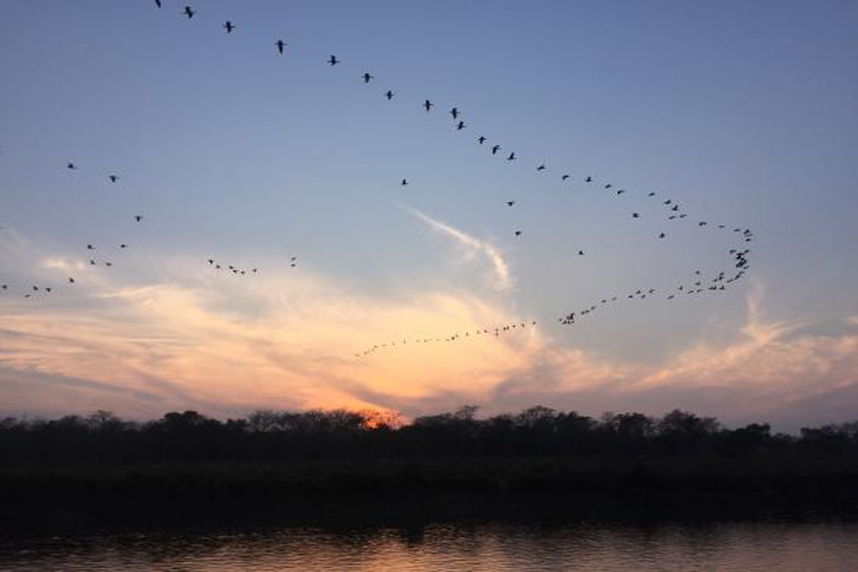 Um bando de pássaros voando em formação sobre a água ao pôr do sol.