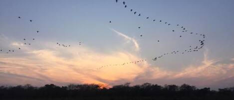 Una bandada de pájaros volando en formación sobre una masa de agua al atardecer.