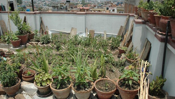 Un jardin sur le toit, agrémenté de diverses plantes en pot et d’outils de jardinage.