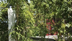 Een tuin met een witte constructie, mogelijk een prieel, omringd door weelderige begroeiing en een bakstenen muur.