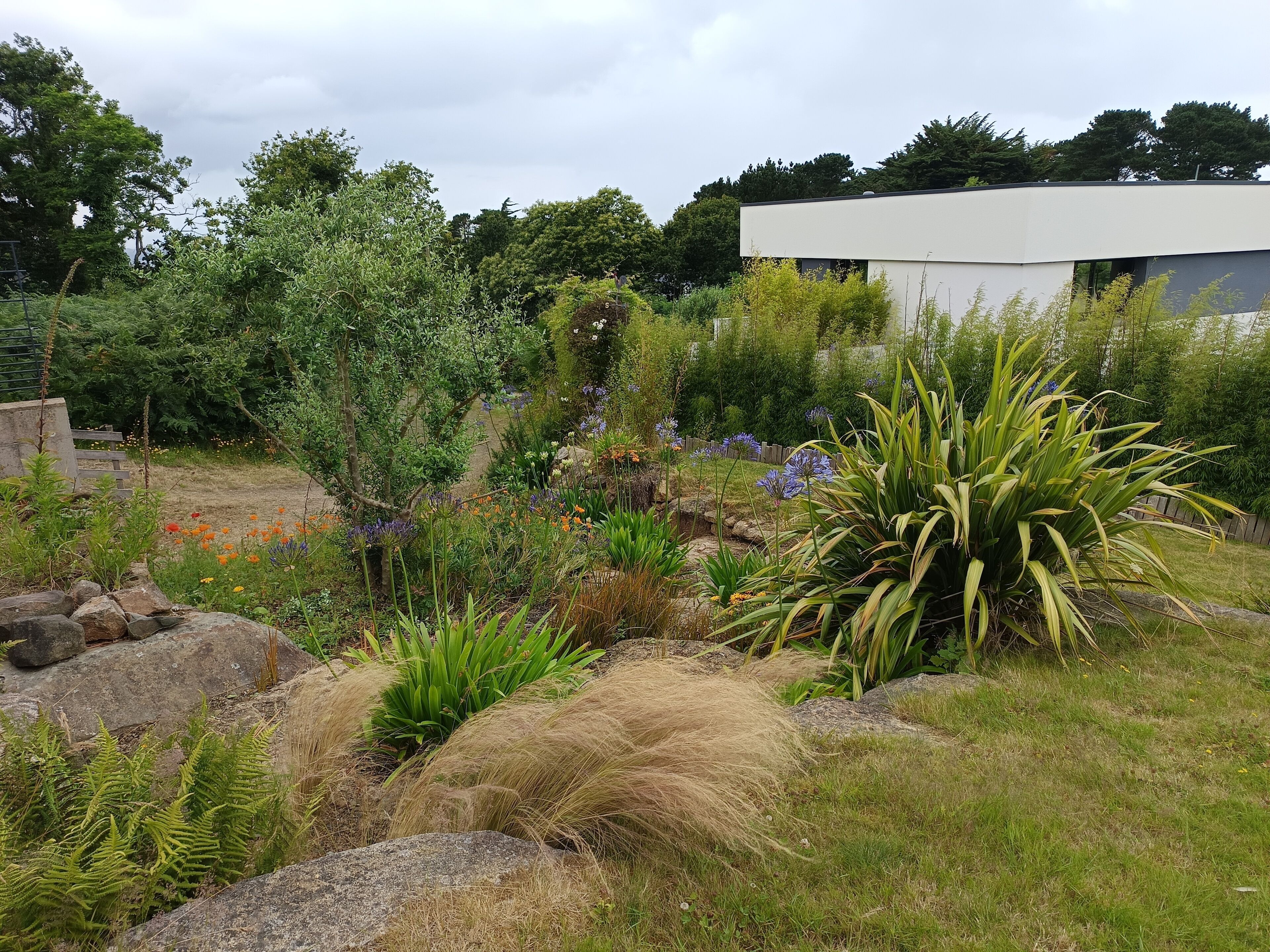 A garden with various plants, rocks, and a white building in the background.
