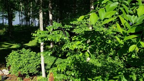 A forested area with dense greenery and trees. - Private cozy cottage on Bobs Lake with boat launch (Maberly)