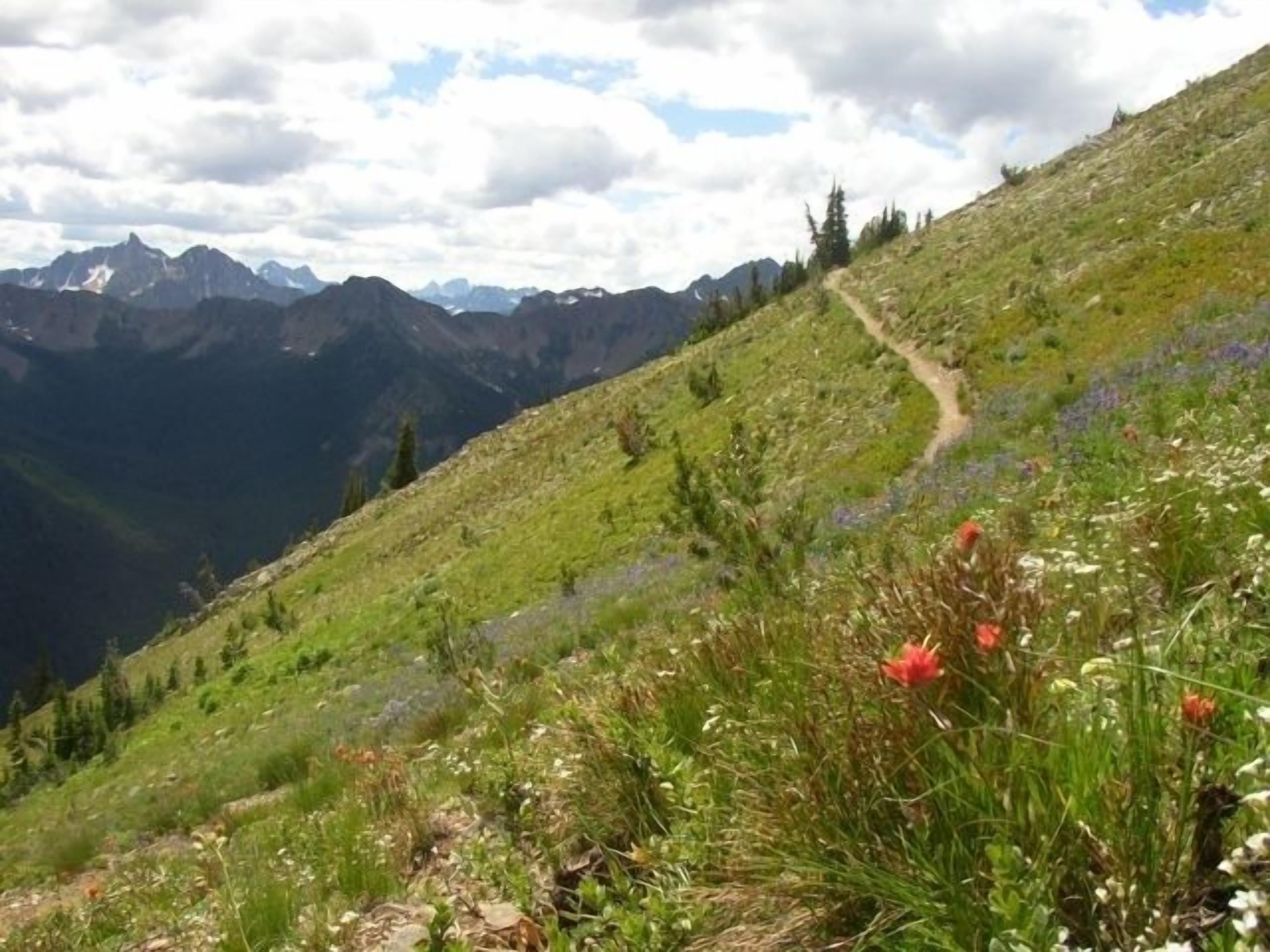 A mountain trail with a clear path, surrounded by greenery and wildflowers.