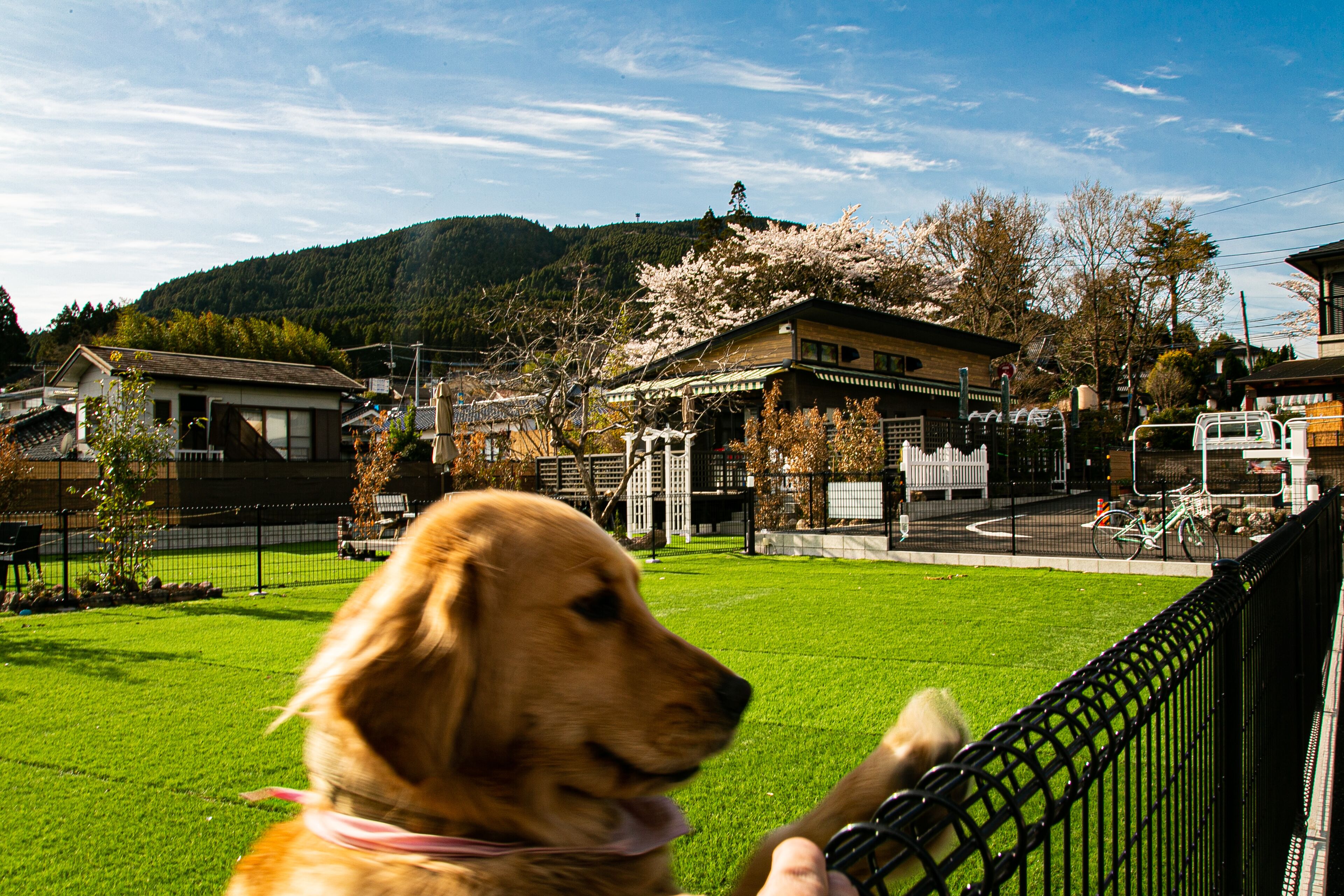 Un perro en un patio cercado, con casas y una montaña al fondo.