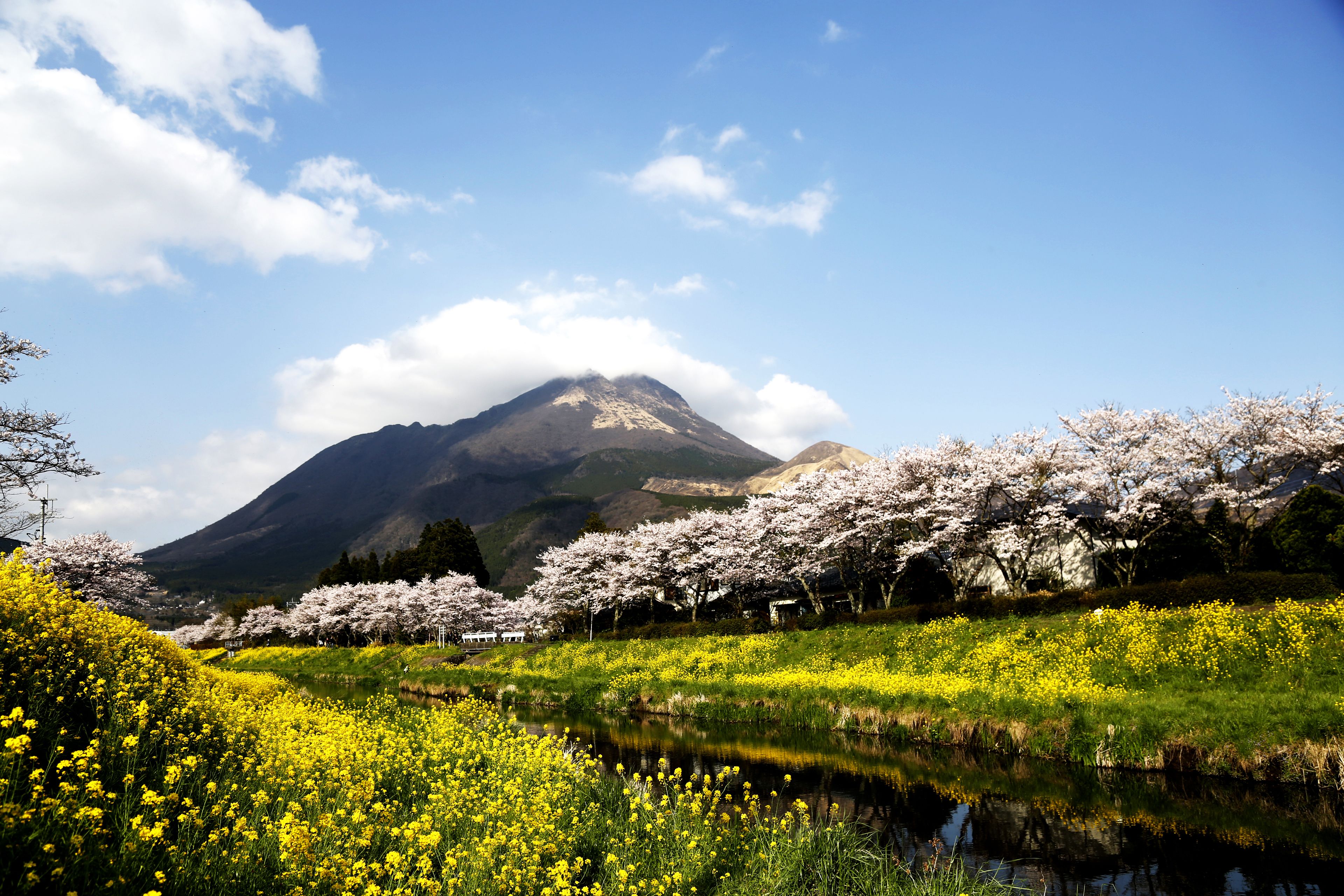Eine Berglandschaft mit einem Fluss, Kirschblüten und gelben Blumen.