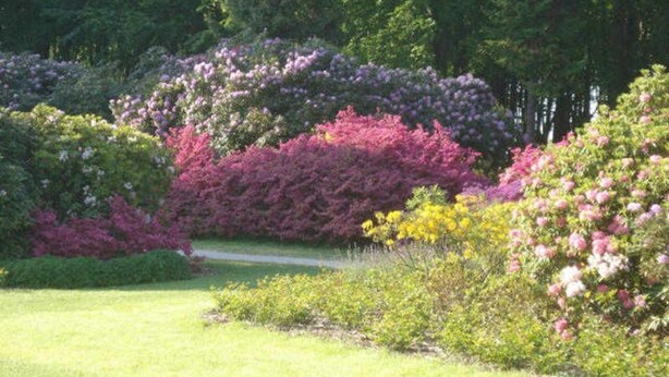 Un jardín con arbustos y árboles variados.