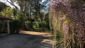 Un sendero de grava que atraviesa un jardín con árboles y flores moradas colgantes.