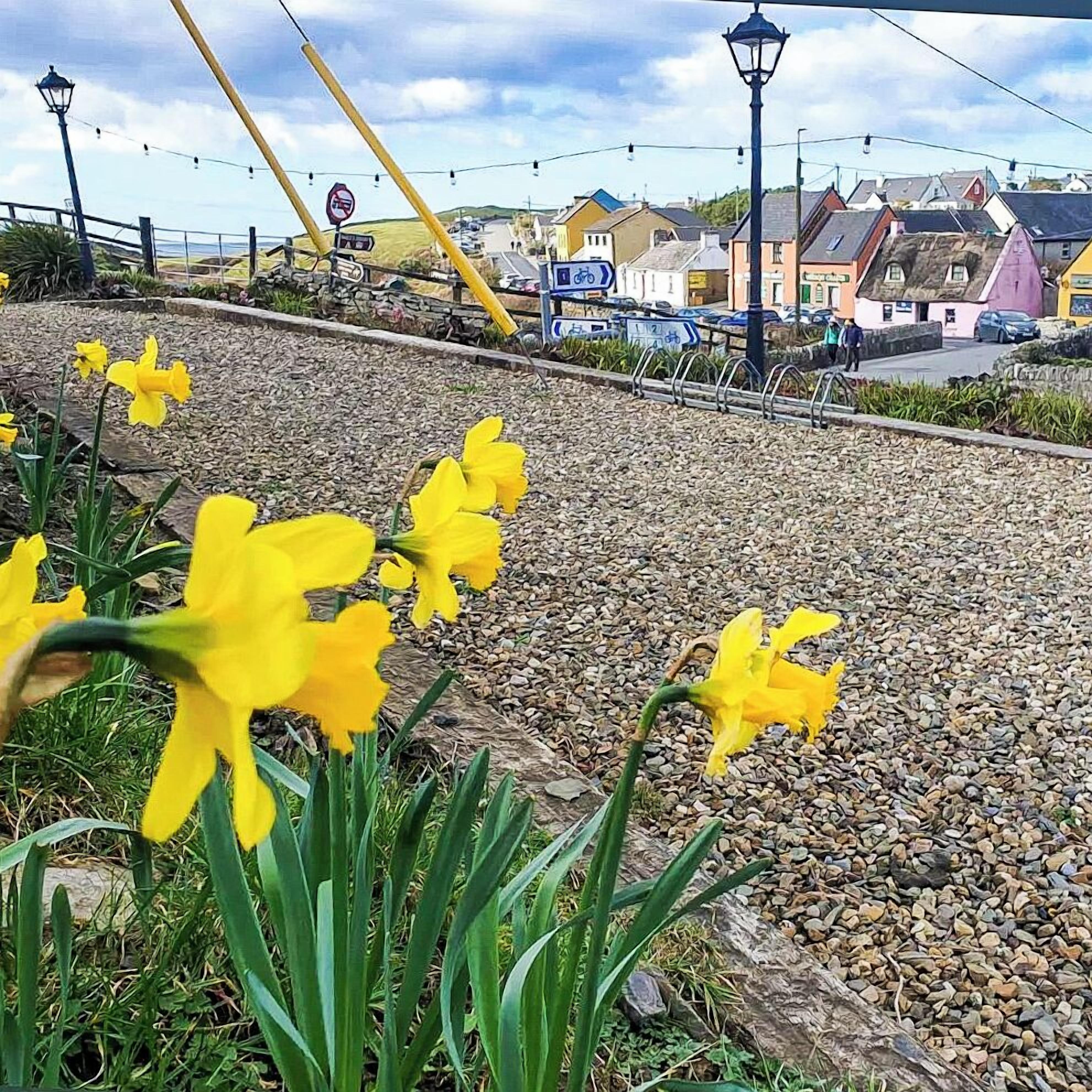 A rural street with yellow daffodils in the foreground, a no parking sign, and houses in the background.